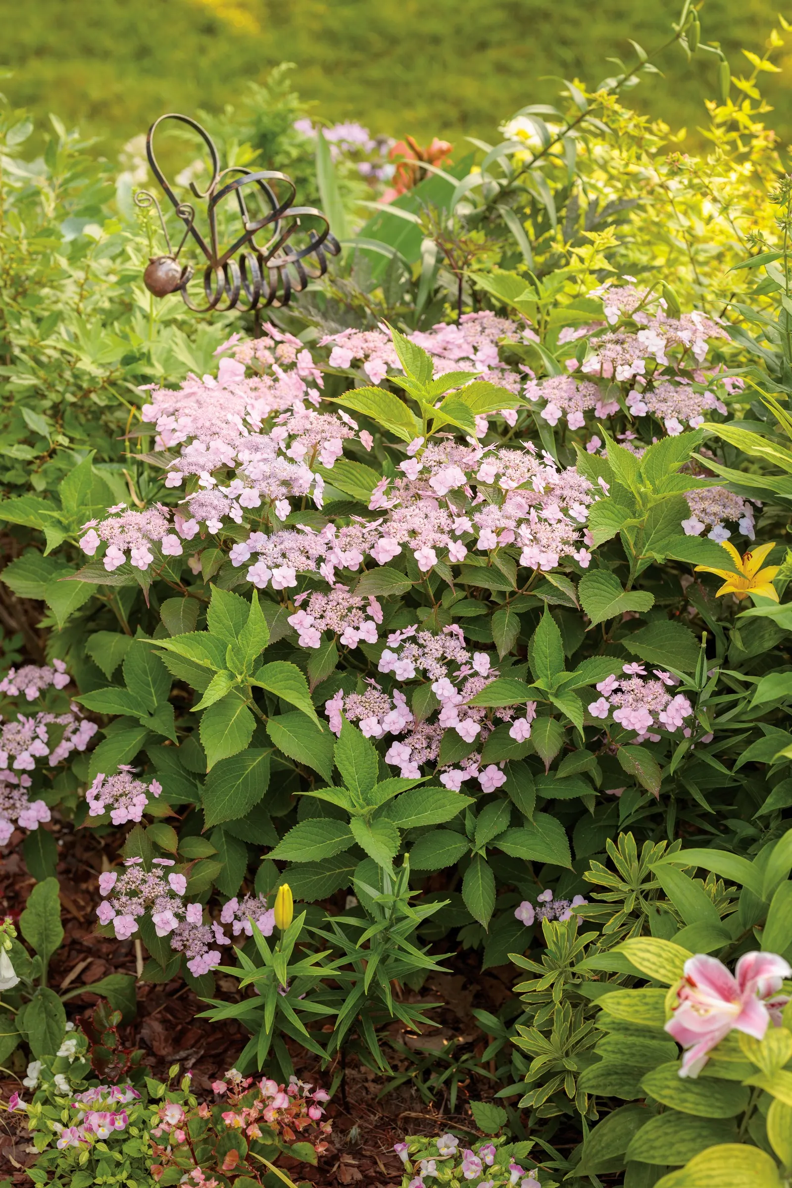 Tiny Tuff Stuff™ Mountain Hydrangea (Hydrangea serrata) — Grow it in sun to part sun with moist, well-drained soil and average water, adding moisture in heat
