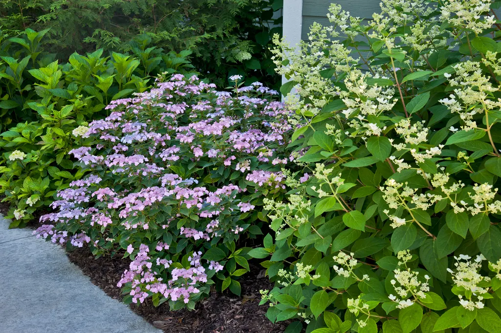 Quick Fire® Panicle Hydrangea (Hydrangea paniculata) — is a deciduous Proven Winners® shrub prized for opening the hydrangea season ahead of the rest