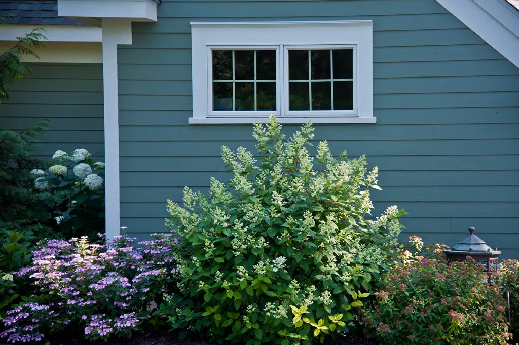 Quick Fire® Panicle Hydrangea (Hydrangea paniculata) — commonly referred to as Quick Fire® Panicle Hydrangea