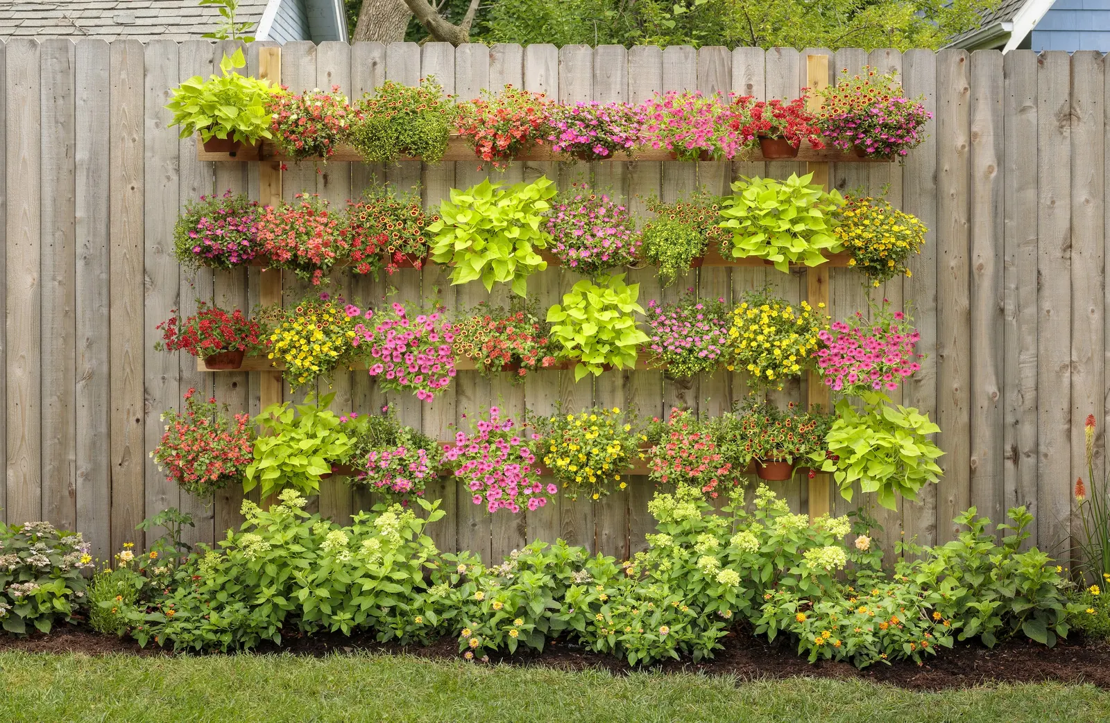 Double Chiffon Double Calibrachoa — It grows 6-12 inches tall and spreads 12-24 inches, making it ideal as a spiller in containers and baskets