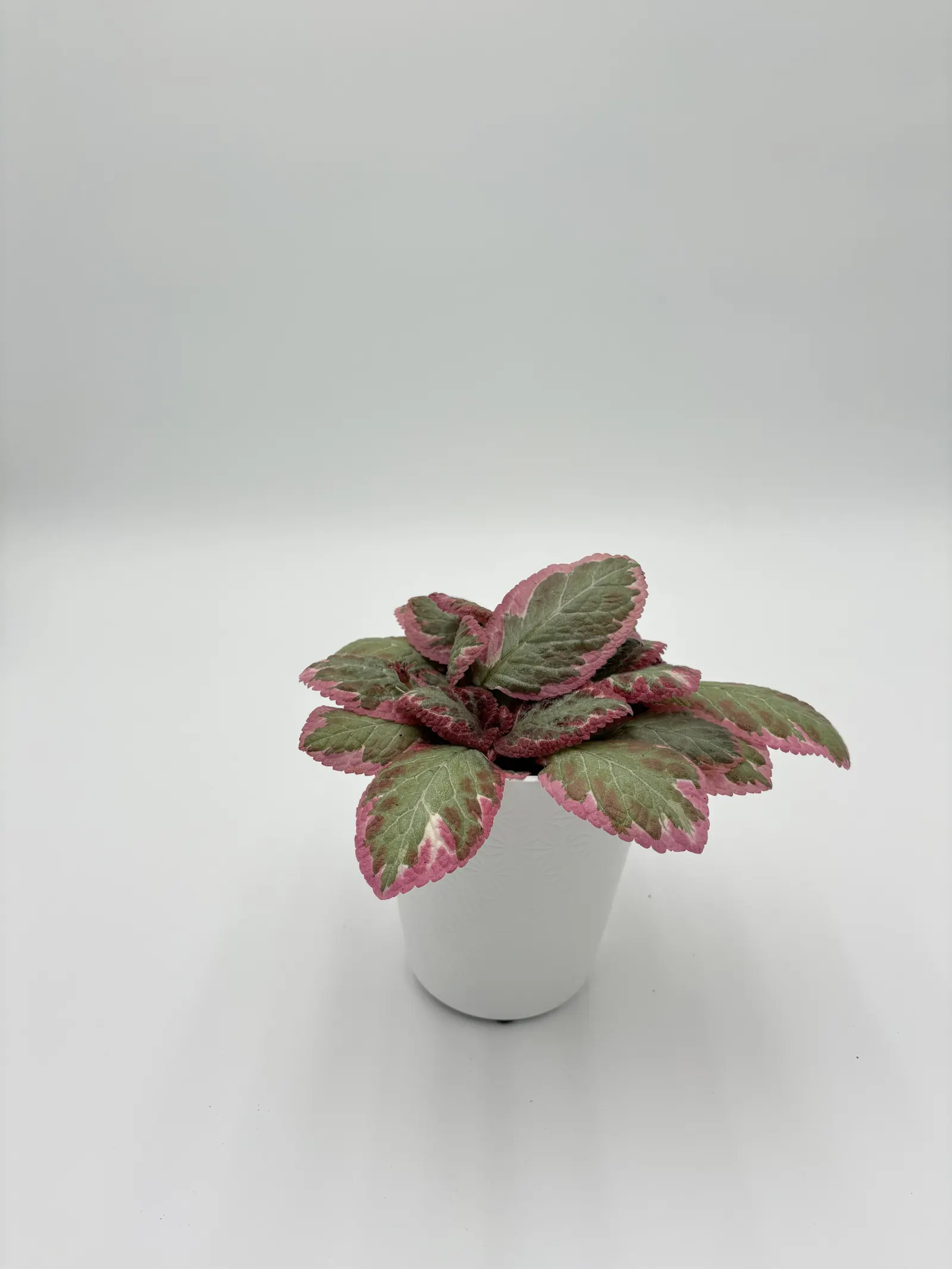 Cleopatra Flame Violet (Episcia x) — Proven Winners - Velvet Tapestry™ Cleopatra - Flame Violet - Episcia x plant details