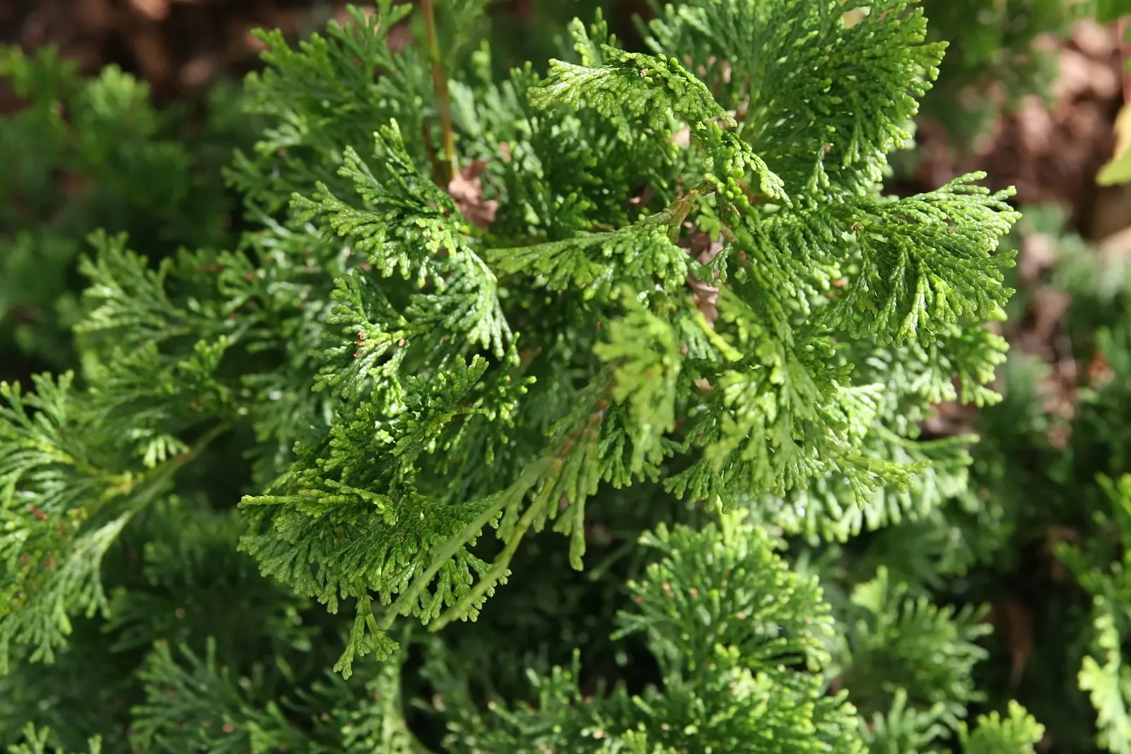Dwarf Hinoki Cypress (Chamaecyparis Obtusa 'Nana') — evergreen conifer showcasing dense