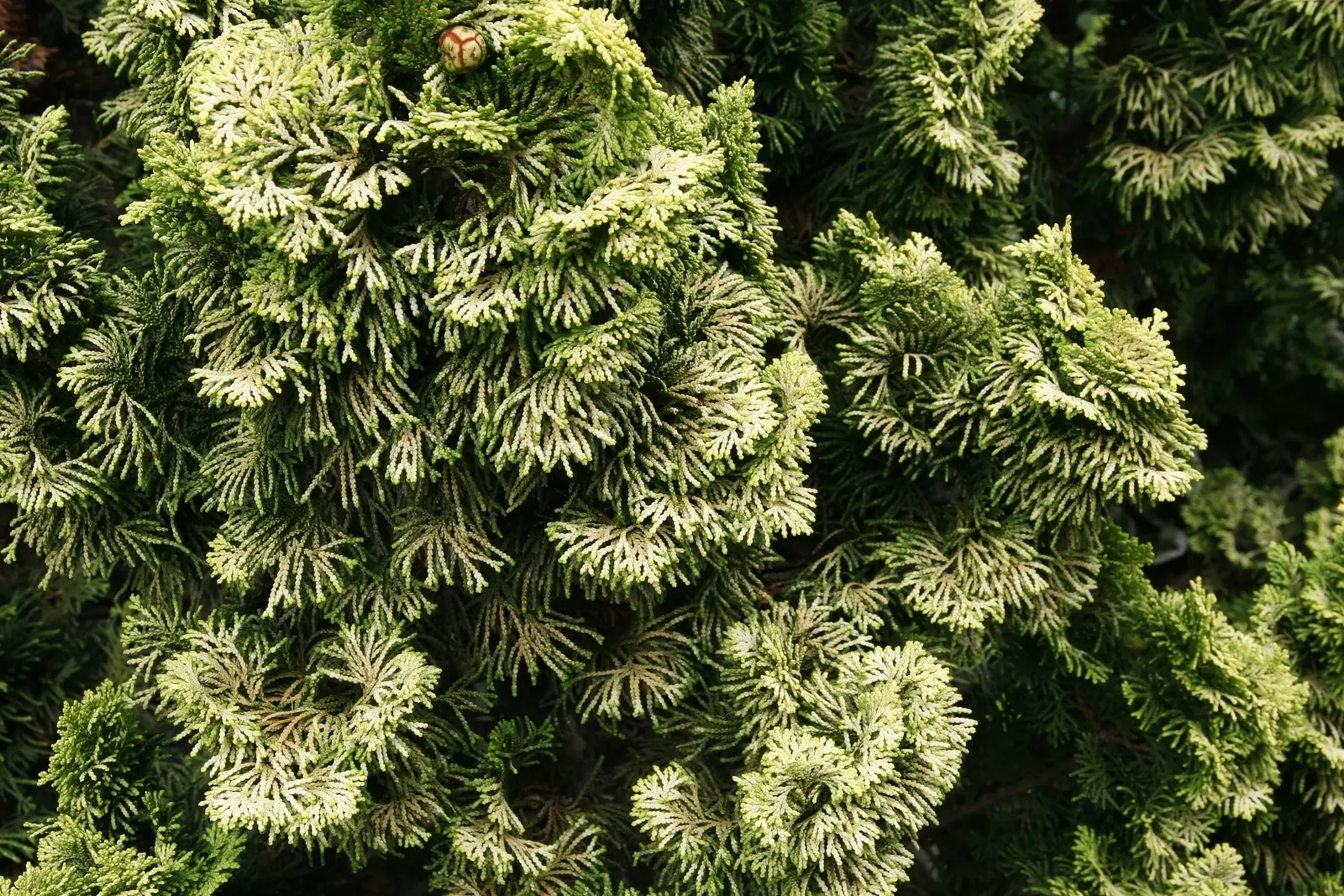 Dwarf Hinoki Cypress (Chamaecyparis Obtusa 'Nana') — prized for its slow-growing; though Dwarf Hinoki Cypress thrives best in USDA hardiness zones 5 to 8