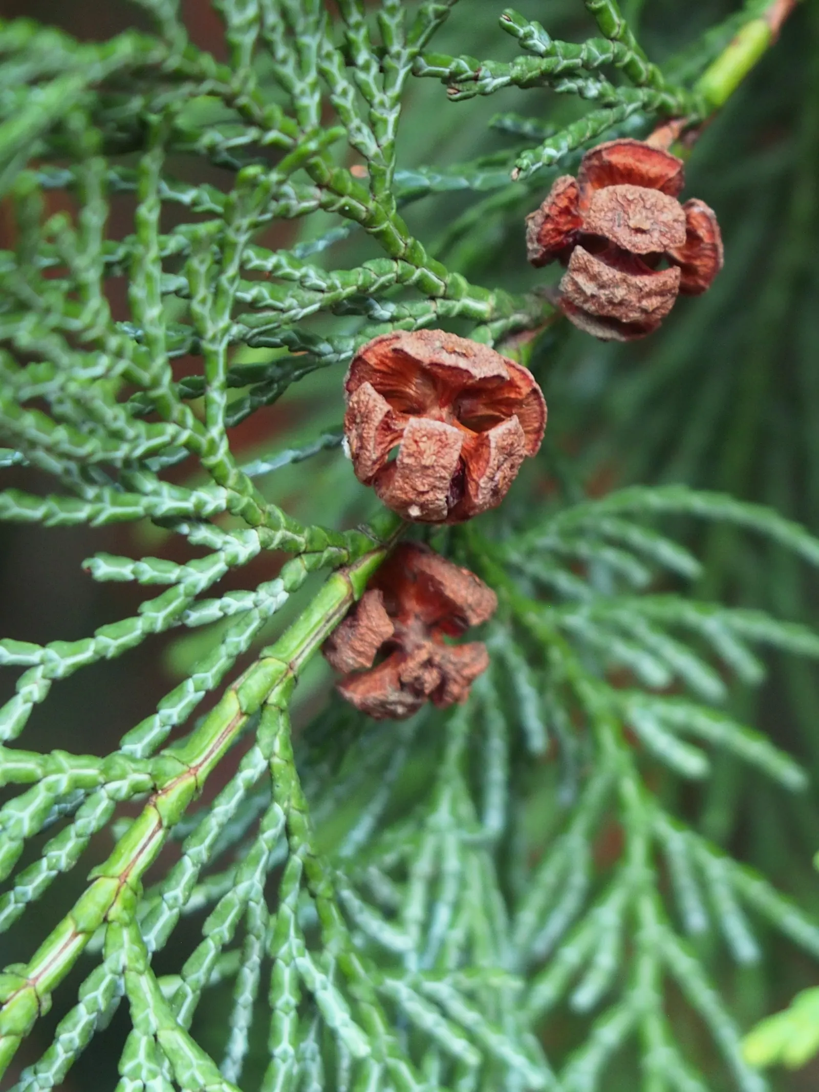 Dwarf Hinoki Cypress (Chamaecyparis Obtusa 'Nana') — prized for its slow-growing