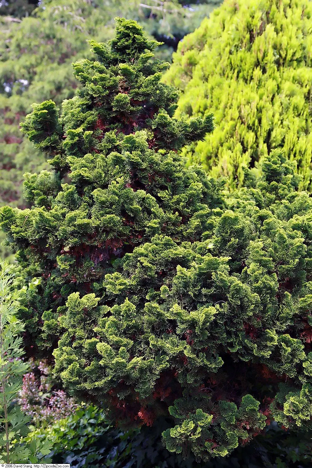 Dwarf Hinoki Cypress (Chamaecyparis Obtusa 'Nana') — with a spread of 4 to 5 feet over a span of 10 to 20 years
