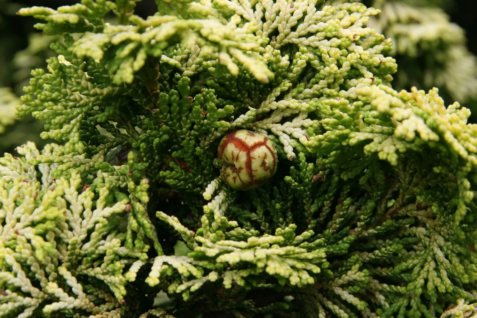 Dwarf Hinoki Cypress (Chamaecyparis Obtusa 'Nana') — which presents in a rich green hue; when planning for long-term care