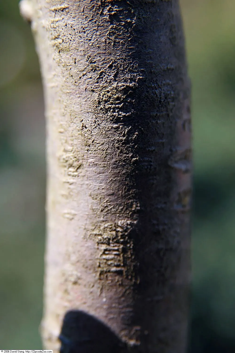 Dwarf Hinoki Cypress (Chamaecyparis Obtusa 'Nana') — artistic element even without extensive pruning