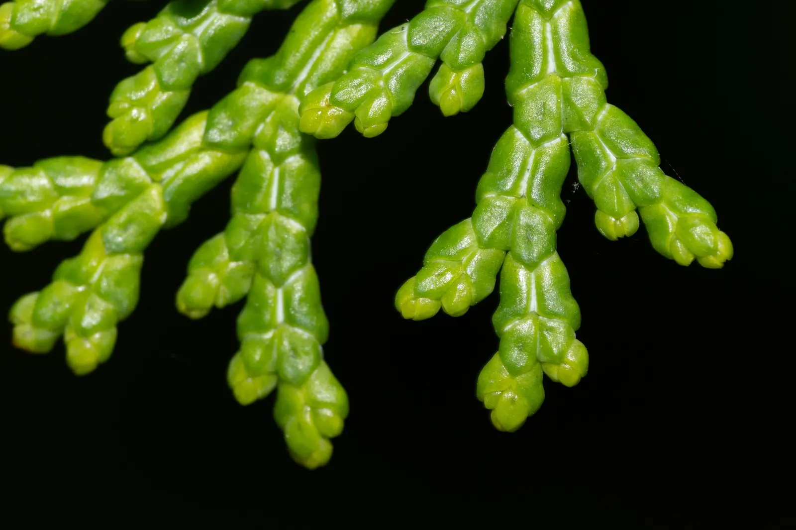 Dwarf Hinoki Cypress (Chamaecyparis Obtusa 'Nana') — especially in drier climates or during the warm months