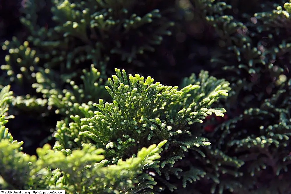 Dwarf Hinoki Cypress (Chamaecyparis Obtusa 'Nana') — scientifically known as Chamaecyparis obtusa 'Nana'