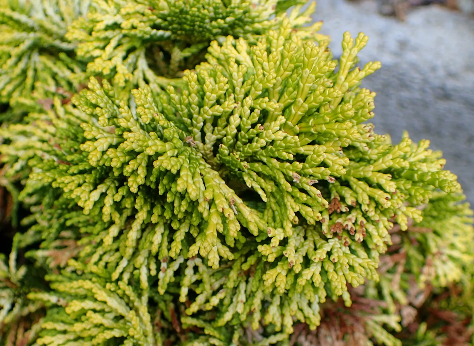Dwarf Hinoki Cypress (Chamaecyparis Obtusa 'Nana') — artistic element even without extensive pruning; evergreen conifer showcasing dense