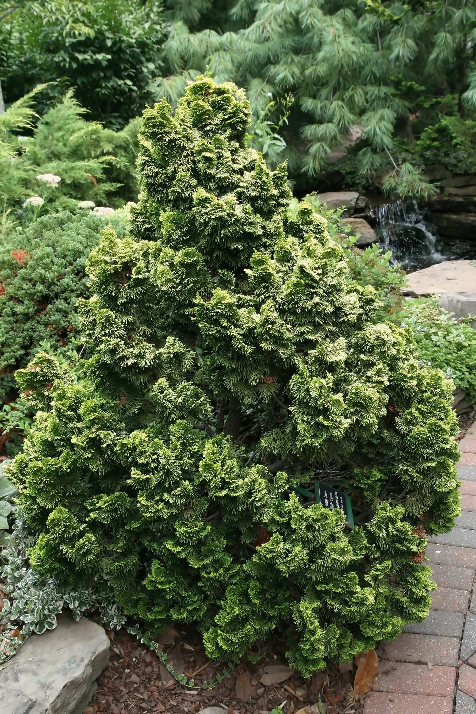 Dwarf Hinoki Cypress (Chamaecyparis Obtusa 'Nana') — is a miniature conifer that adds a touch of evergreen elegance to any landscape design; prized for its