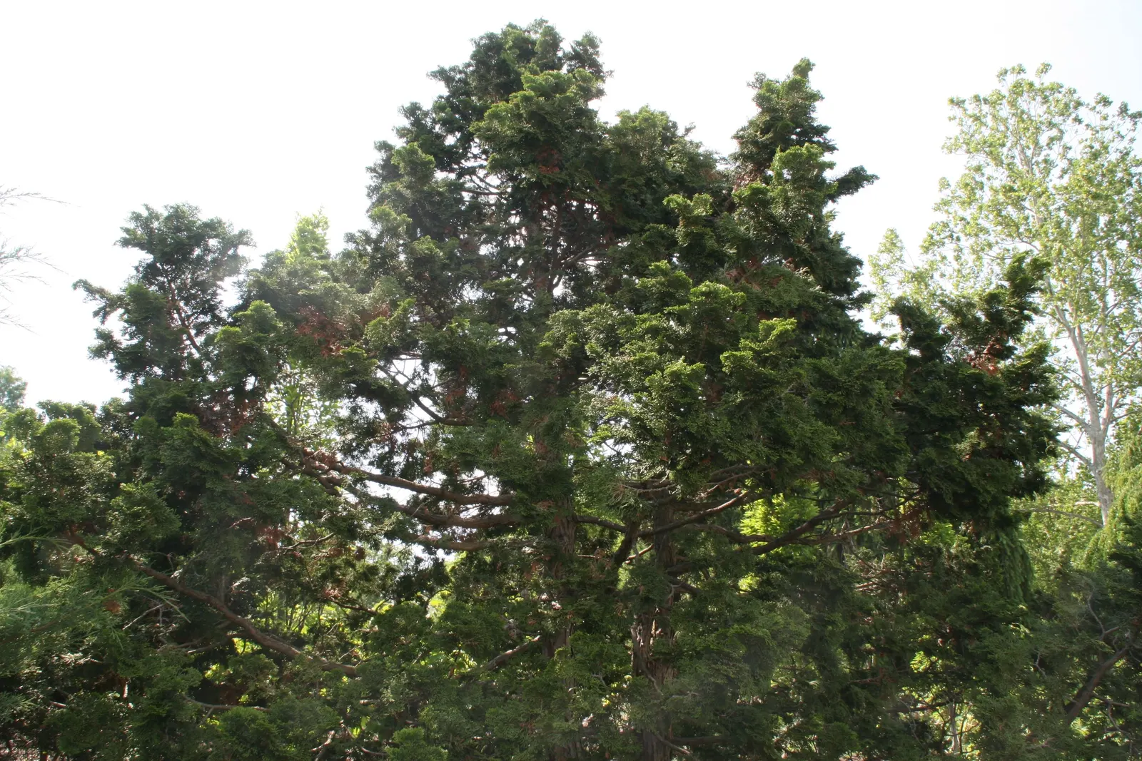 Dwarf Hinoki Cypress (Chamaecyparis Obtusa 'Nana') — richly green foliage with a slightly irregular globe shape; it is crucial to maintain consistent moisture
