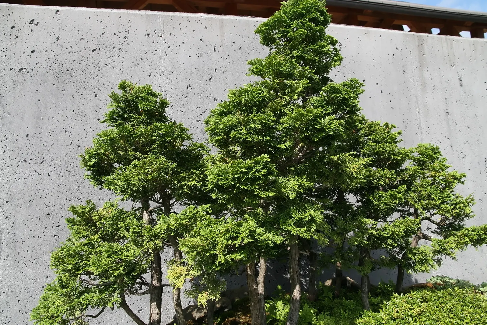 Dwarf Hinoki Cypress (Chamaecyparis Obtusa 'Nana') — typically matures to heights between 3 to 6 feet
