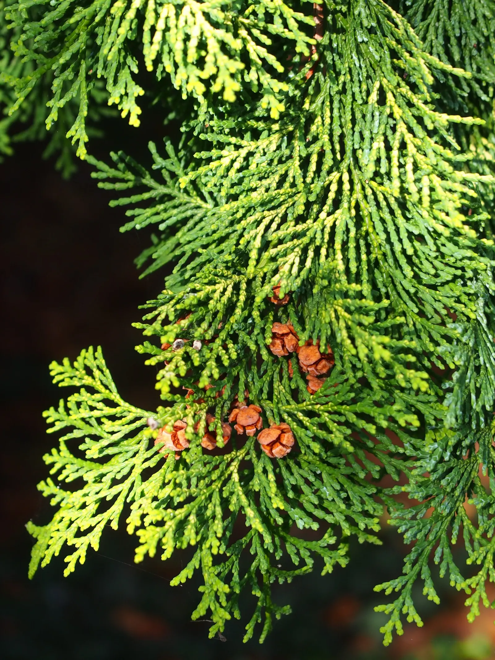 Dwarf Hinoki Cypress (Chamaecyparis Obtusa 'Nana') — with a spread of 4 to 5 feet over a span of 10 to 20 years; its slow growth and textural leaves make it