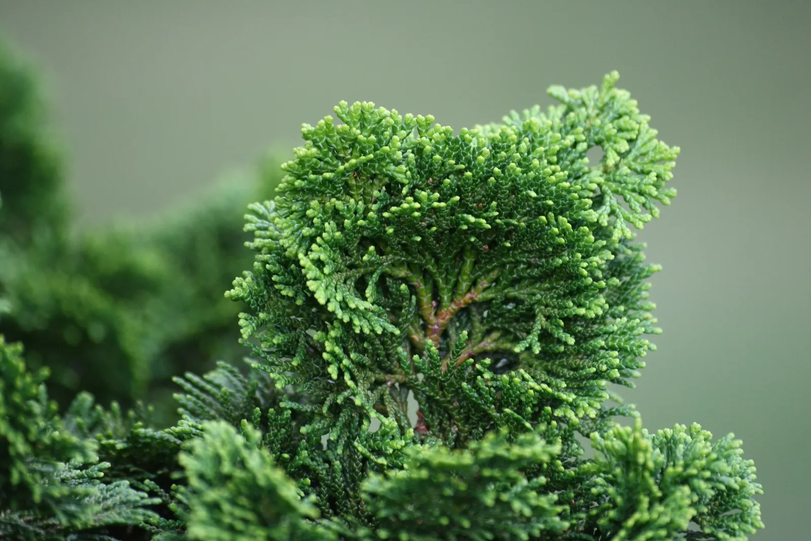 Dwarf Hinoki Cypress (Chamaecyparis Obtusa 'Nana') — displaying good resistance to pests and diseases; the Dwarf Hinoki Cypress (Chamaecyparis obtusa 'Nana')