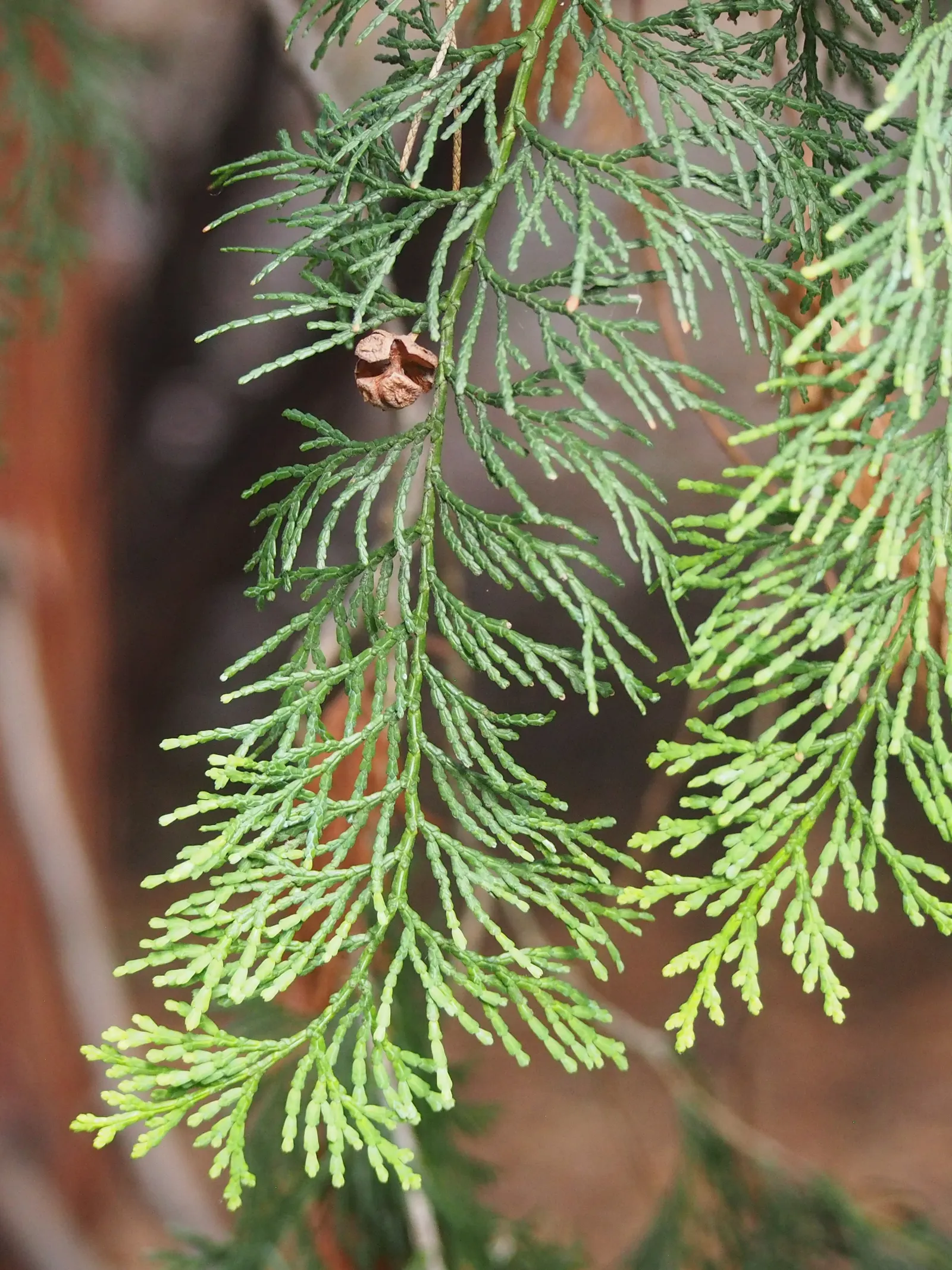 Dwarf Hinoki Cypress (Chamaecyparis Obtusa 'Nana') — bear in mind that the Dwarf Hinoki Cypress is relatively low maintenance