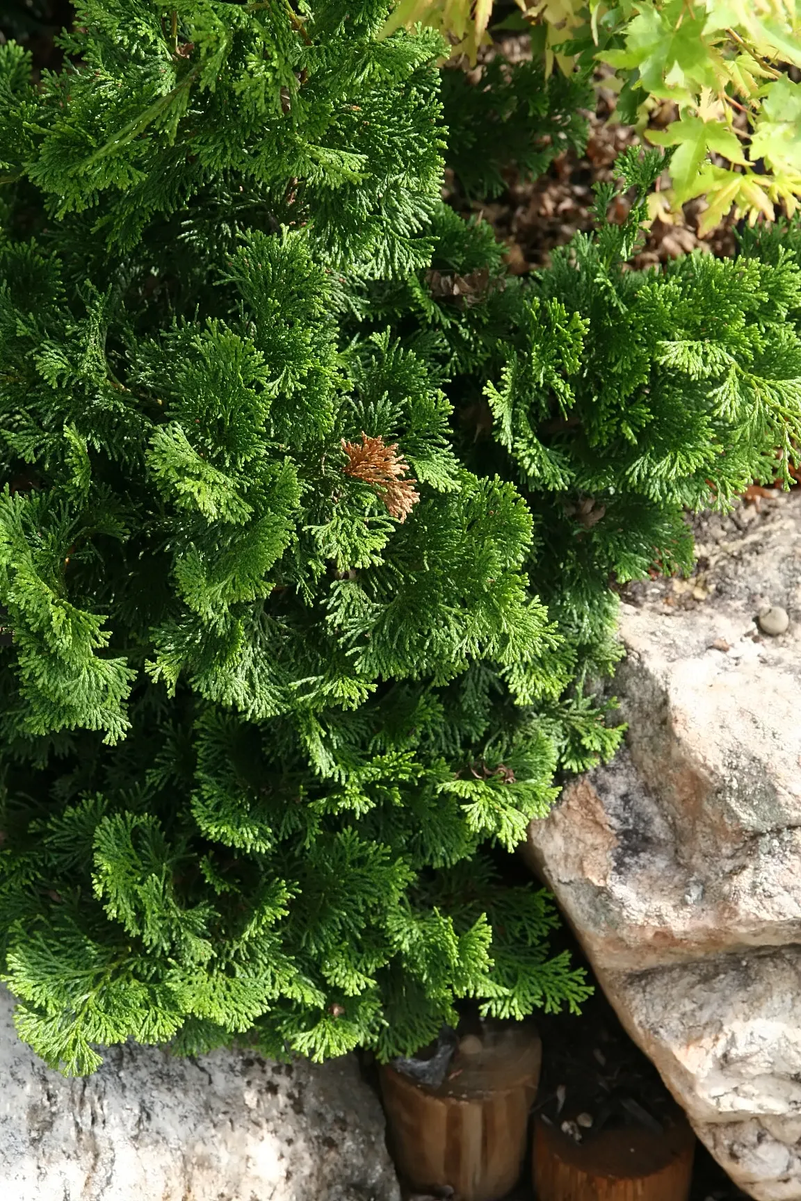 Dwarf Hinoki Cypress (Chamaecyparis Obtusa 'Nana') — richly green foliage with a slightly irregular globe shape