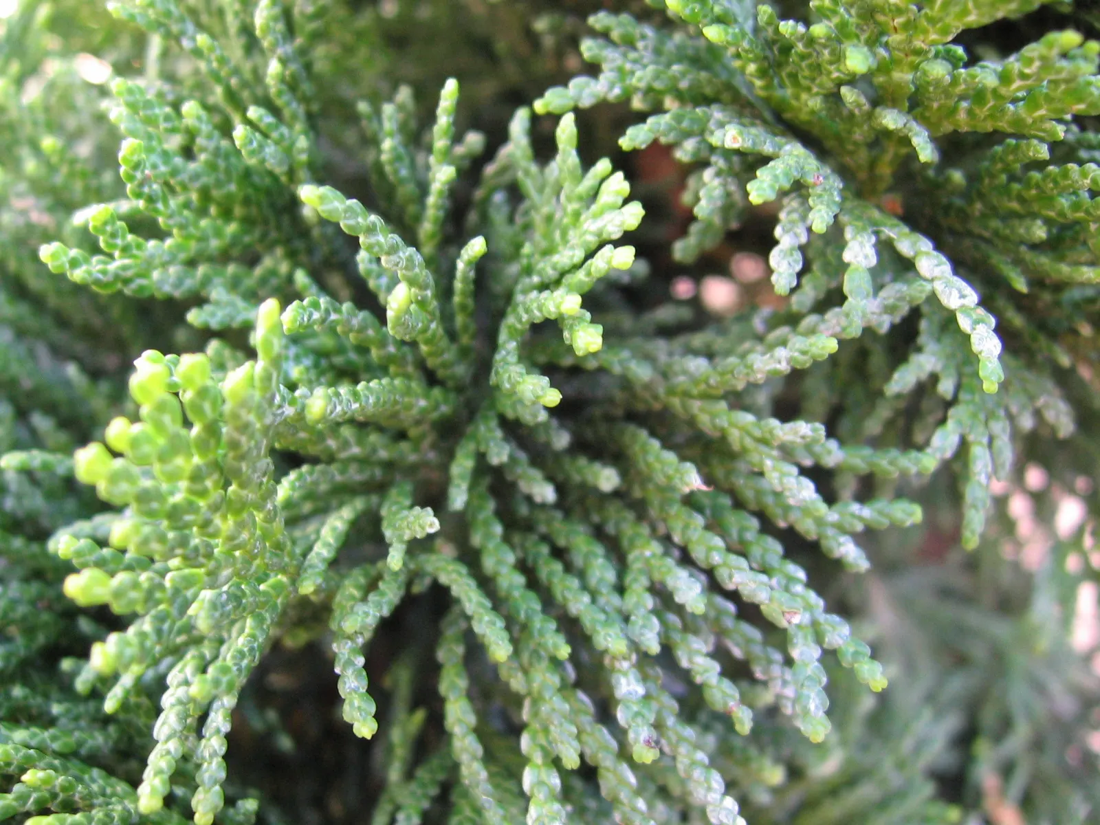Dwarf Hinoki Cypress (Chamaecyparis Obtusa 'Nana') — The Dwarf Hinoki Cypress (Chamaecyparis obtusa 'Nana') is a compact; thriving in USDA zones 4-8, it