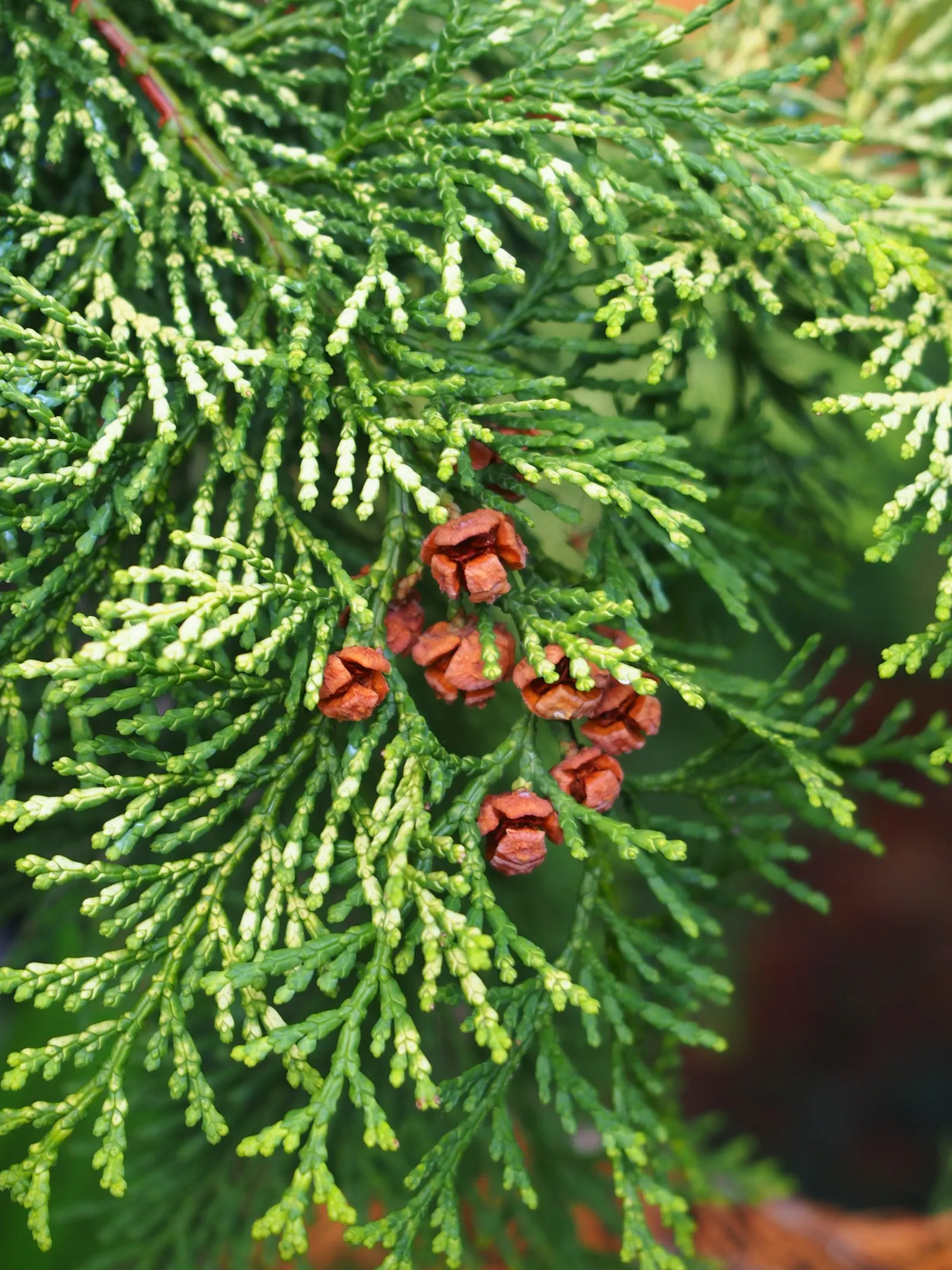 Dwarf Hinoki Cypress (Chamaecyparis Obtusa 'Nana') — Though Dwarf Hinoki Cypress thrives best in USDA hardiness zones 5 to 8; its conical to rounded shape is