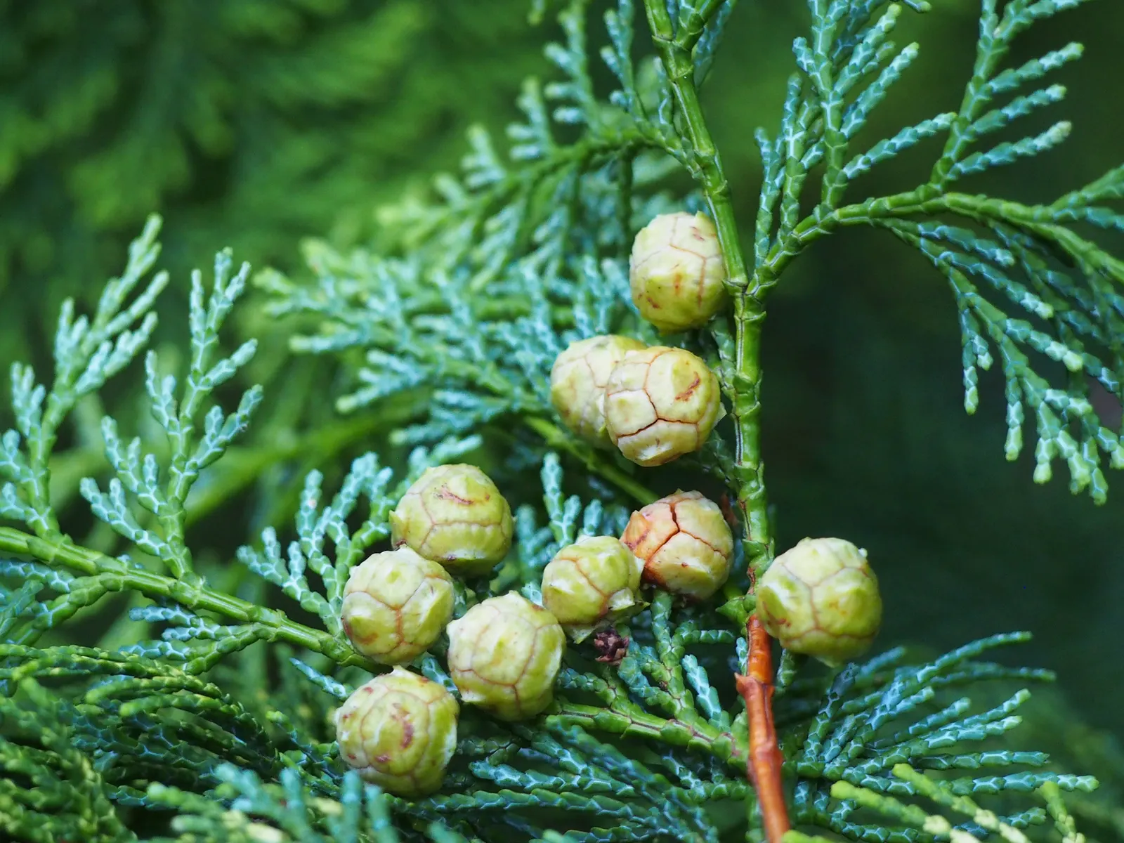 Dwarf Hinoki Cypress (Chamaecyparis Obtusa 'Nana') — this species offers a unique combination of refined texture