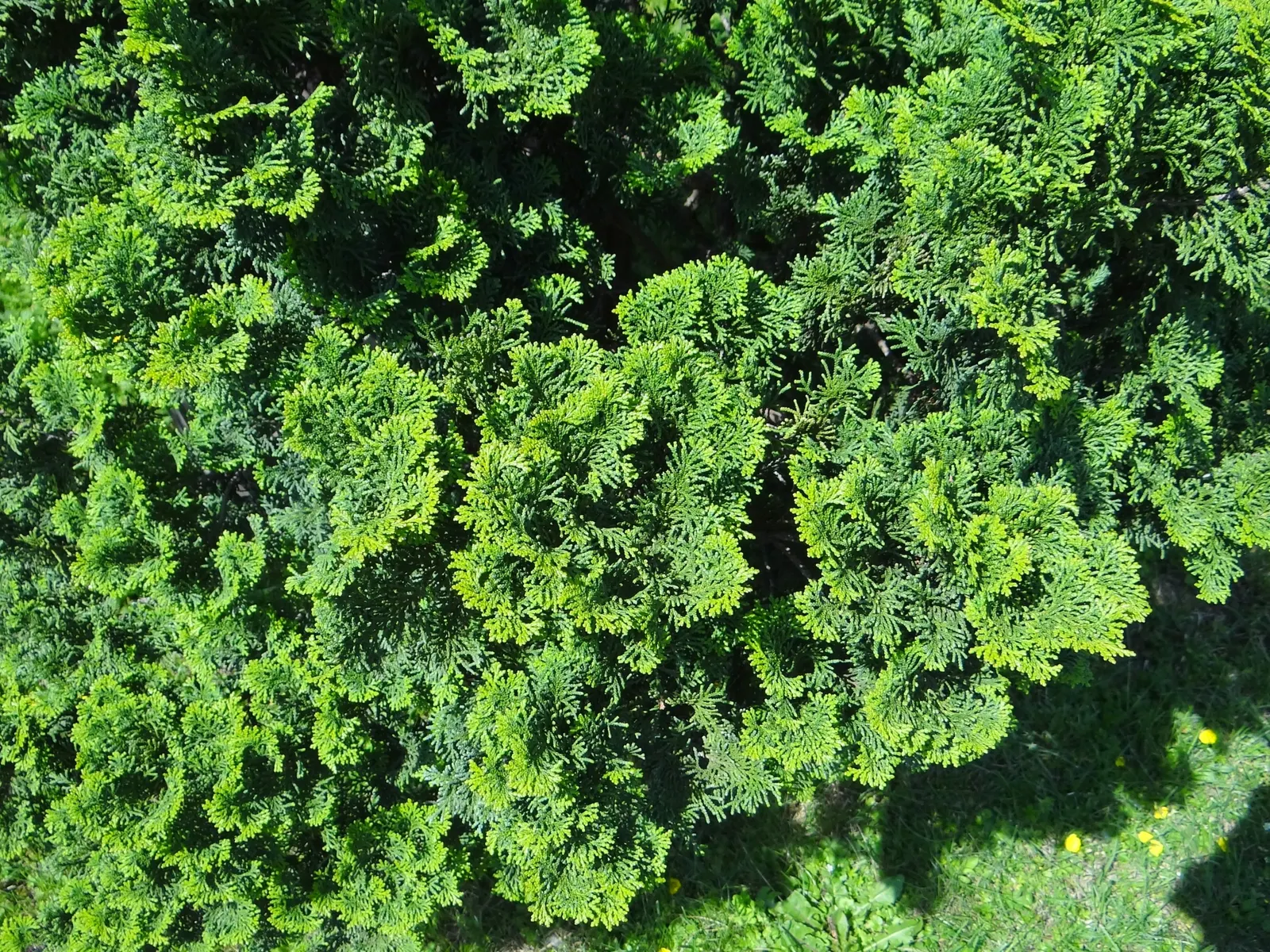 Dwarf Hinoki Cypress (Chamaecyparis Obtusa 'Nana') — Its fine-textured foliage