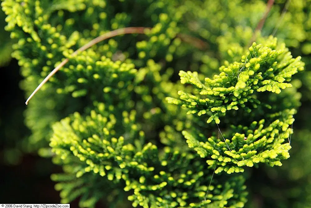 Dwarf Hinoki Cypress (Chamaecyparis Obtusa 'Nana') — The Dwarf Hinoki Cypress (Chamaecyparis obtusa 'Nana') is a compact