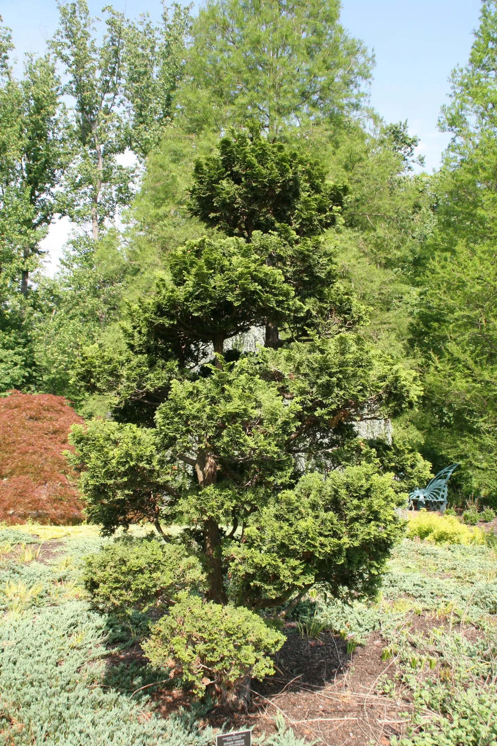 Dwarf Hinoki Cypress (Chamaecyparis Obtusa 'Nana') — conifer / shrub for full or half