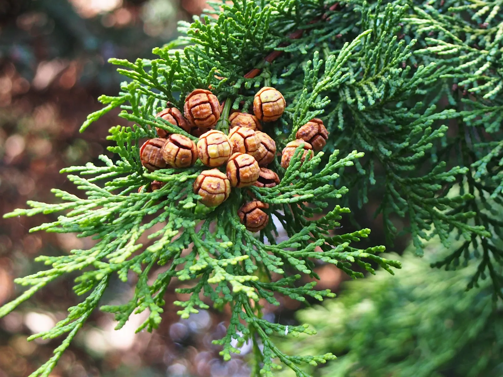 Dwarf Hinoki Cypress (Chamaecyparis Obtusa 'Nana') — Thriving in USDA zones 4-8, it reaches up to 3-6 feet in height with a similar spread