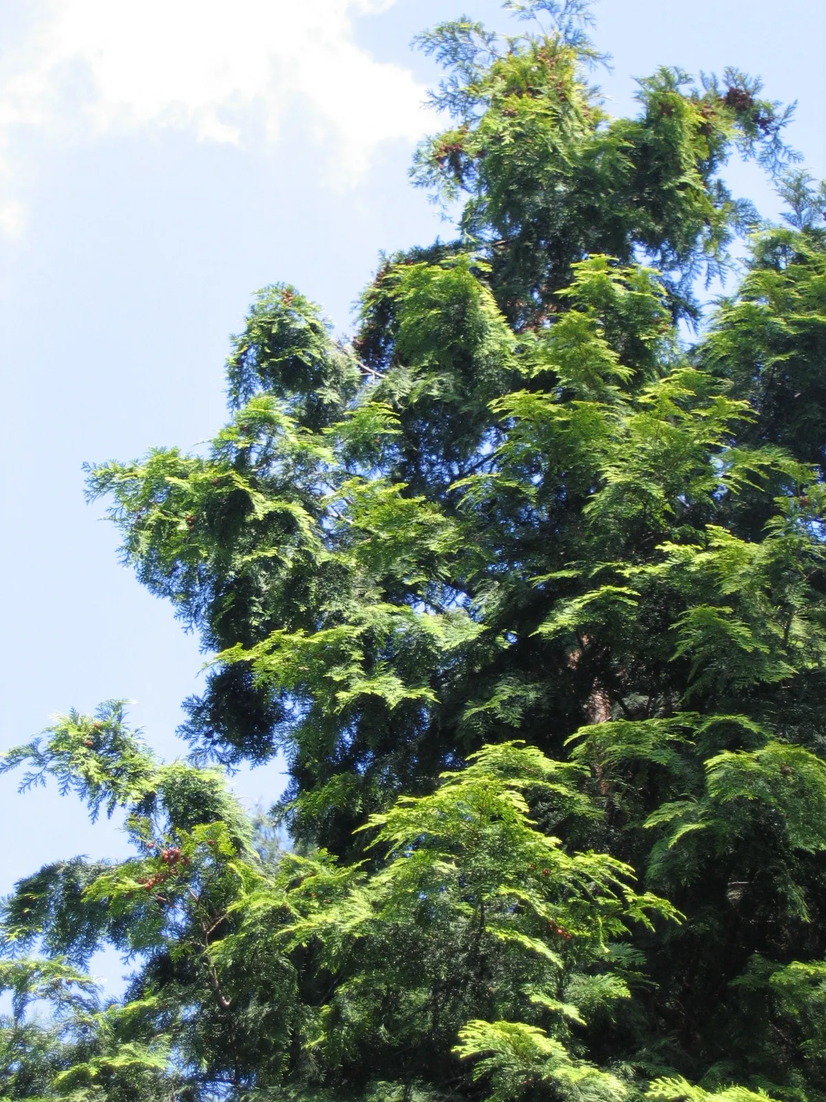 Dwarf Hinoki Cypress (Chamaecyparis Obtusa 'Nana') — or as a focal point in small yards