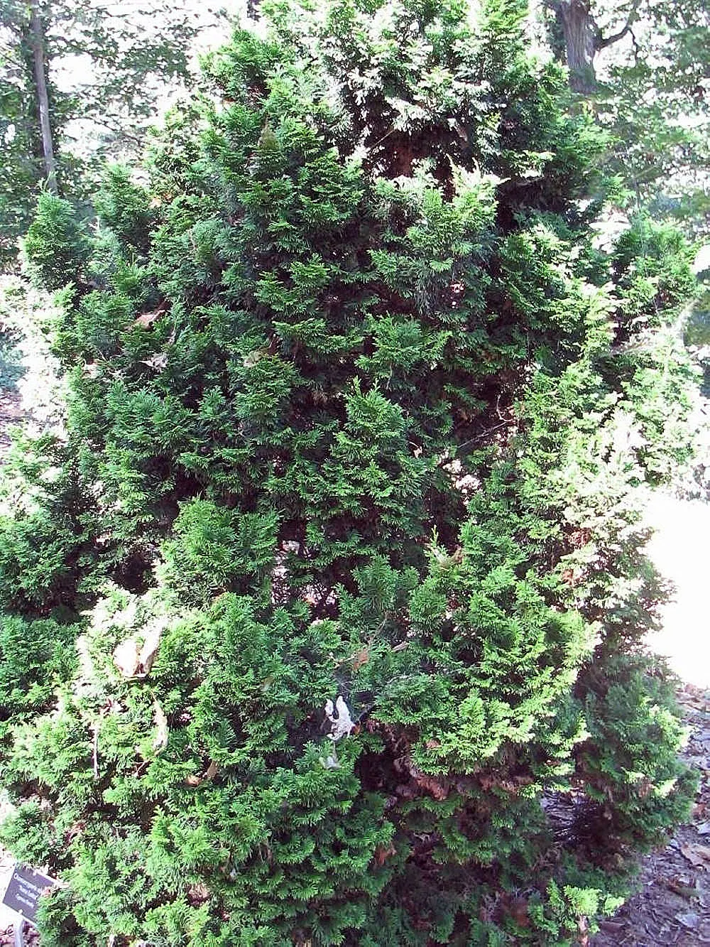 Dwarf Hinoki Cypress (Chamaecyparis Obtusa 'Nana') — Prefers partial to full sun, and moist, well-drained soil; or as a focal point in small yards
