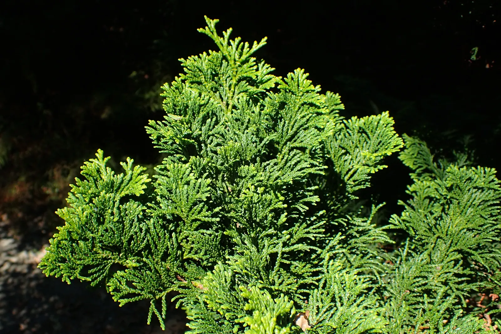 Dwarf Hinoki Cypress (Chamaecyparis Obtusa 'Nana') — Its slow growth and textural leaves make it ideal for accentuating rock gardens; which presents in a rich