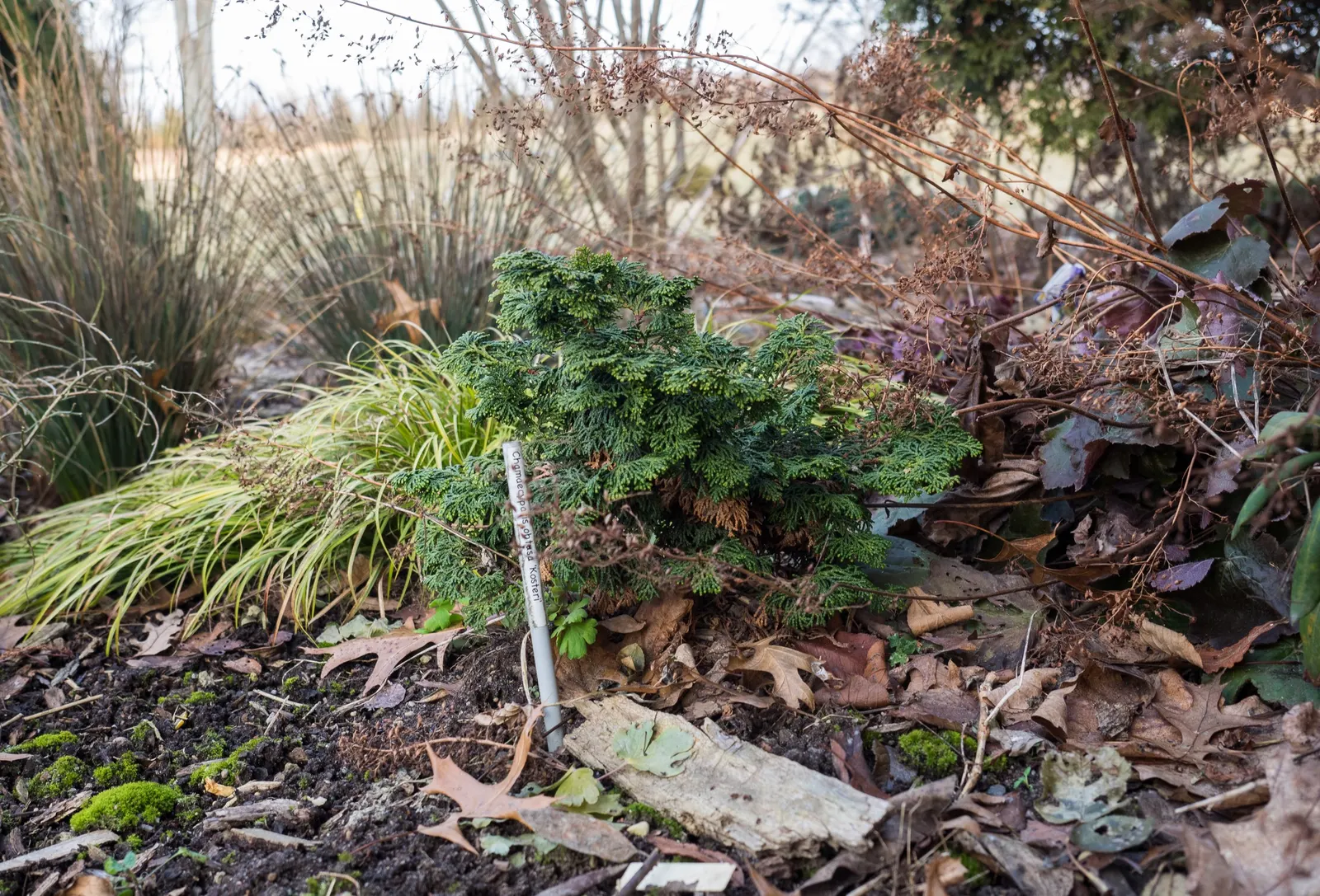 Dwarf Hinoki Cypress (Chamaecyparis Obtusa 'Nana') — this species offers a unique combination of refined texture; scientifically known as Chamaecyparis obtusa