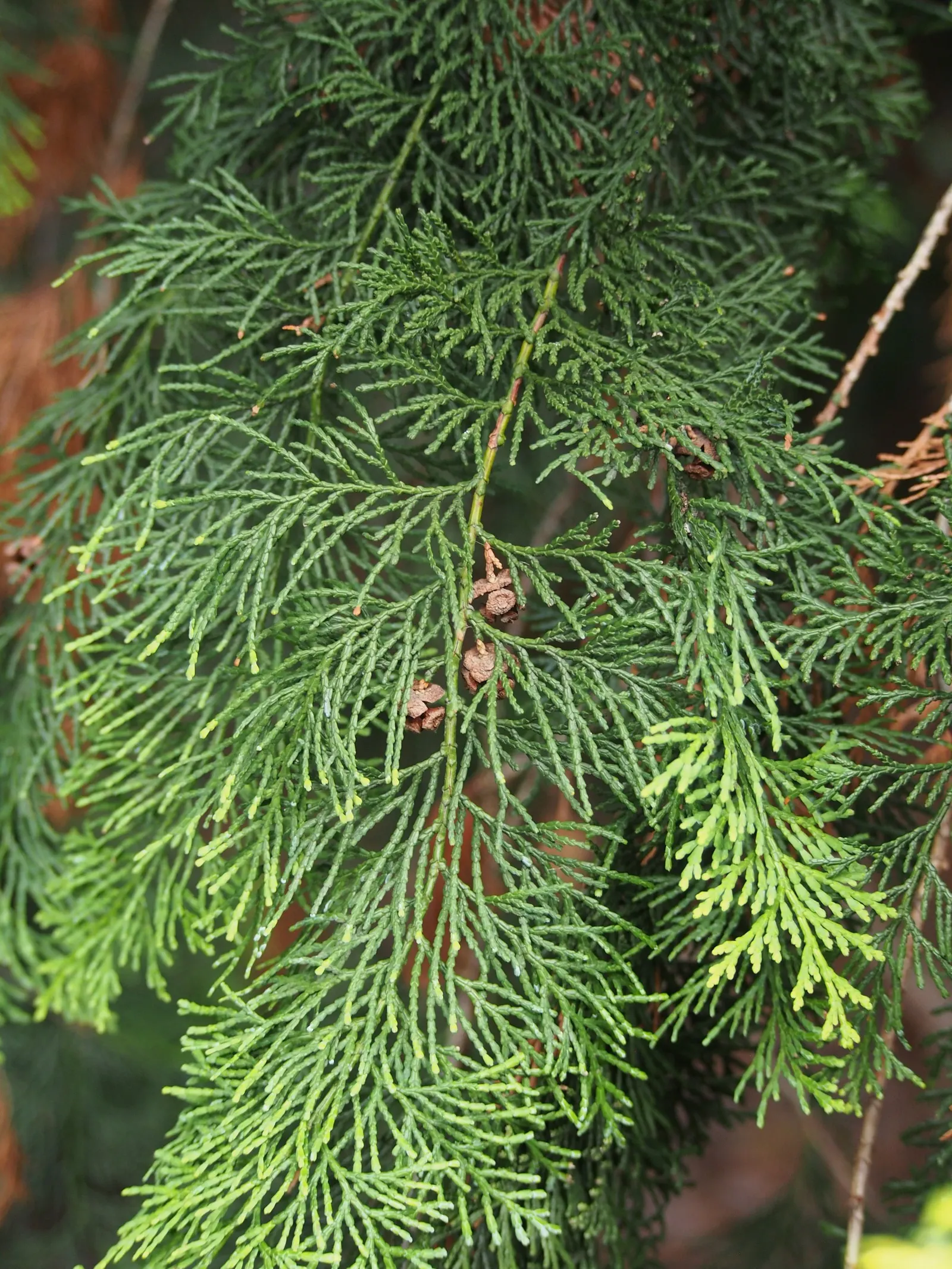 Dwarf Hinoki Cypress (Chamaecyparis Obtusa 'Nana') — Prefers partial to full sun, and moist, well-drained soil