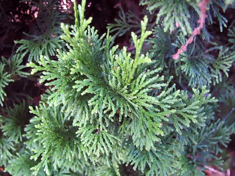 Dwarf Hinoki Cypress (Chamaecyparis Obtusa 'Nana') — or as a focal point in small yards; bear in mind that the Dwarf Hinoki Cypress is relatively low