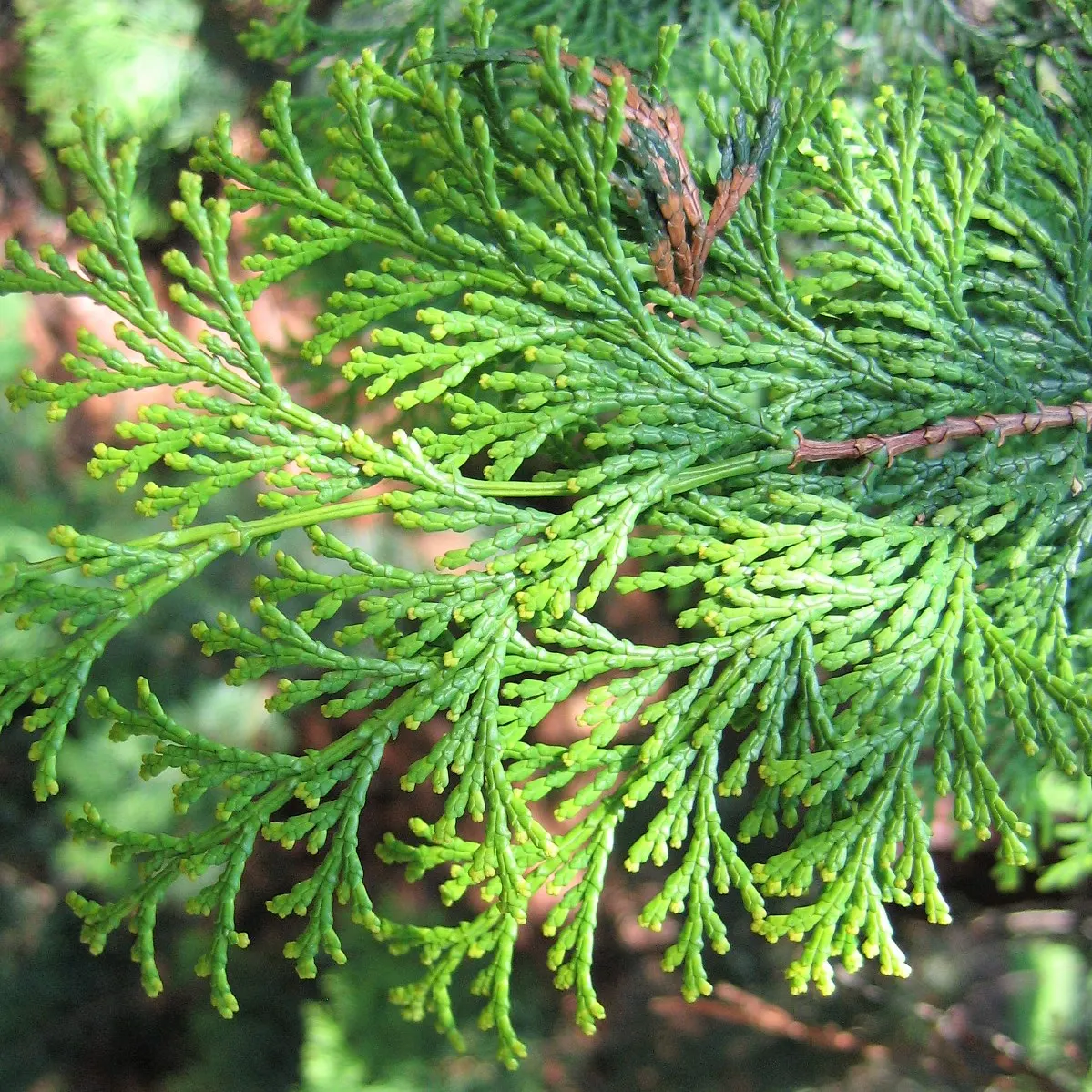 Dwarf Hinoki Cypress (Chamaecyparis Obtusa 'Nana') — typically matures to heights between 3 to 6 feet; enriched by the refreshing scent characteristic of