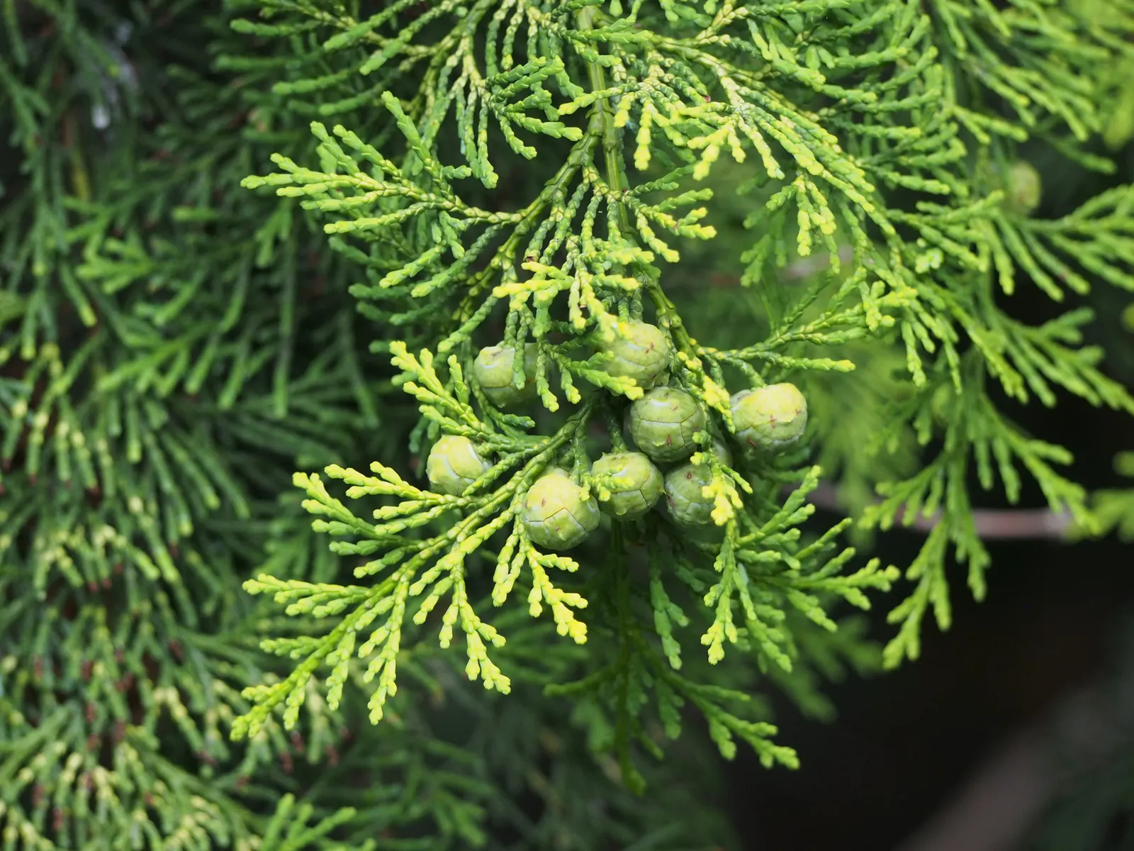 Dwarf Hinoki Cypress (Chamaecyparis Obtusa 'Nana') — Its fine-textured foliage, image 38