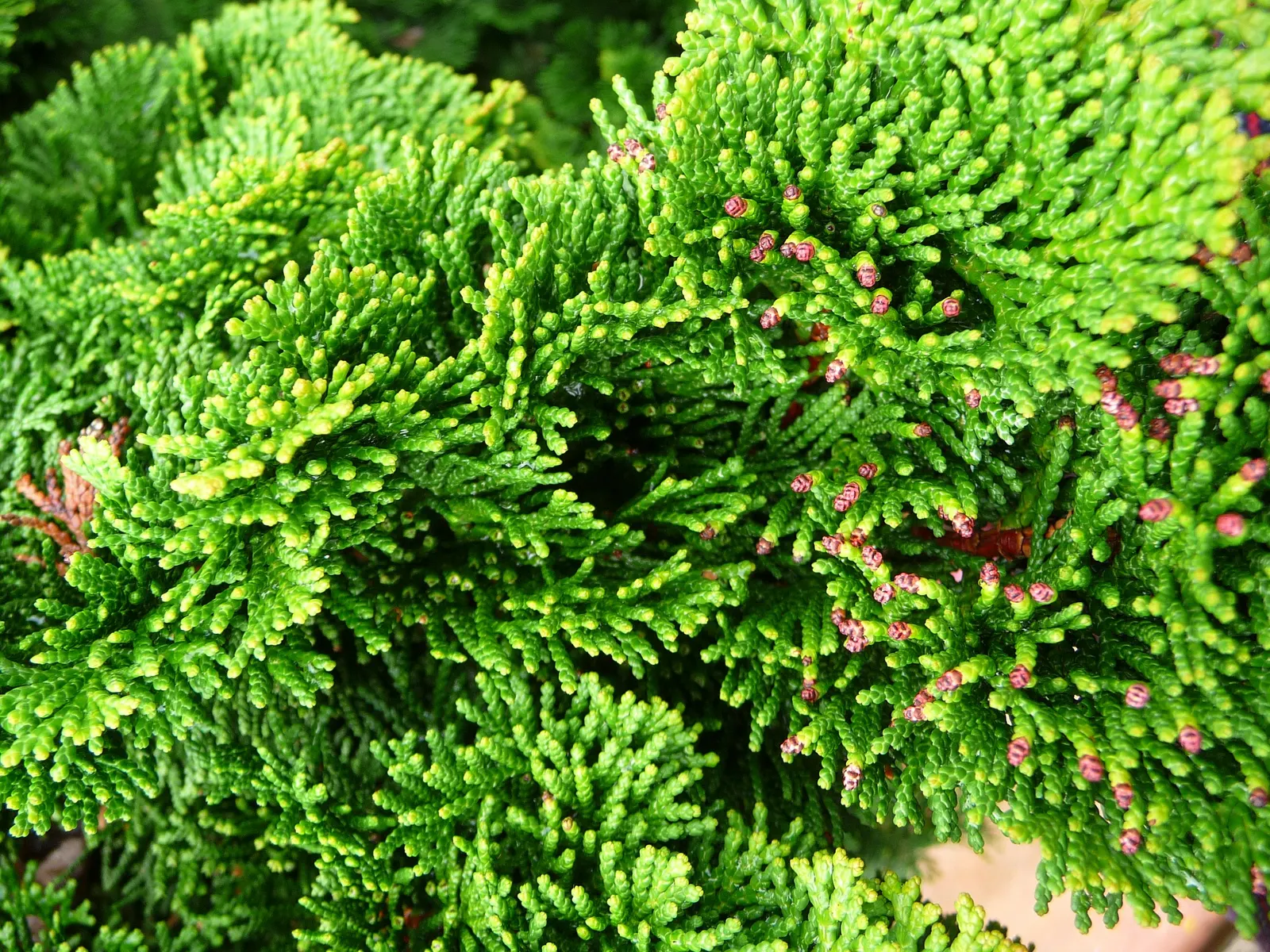 Dwarf Hinoki Cypress (Chamaecyparis Obtusa 'Nana') — bear in mind that the Dwarf Hinoki Cypress is relatively low maintenance; especially in drier climates or