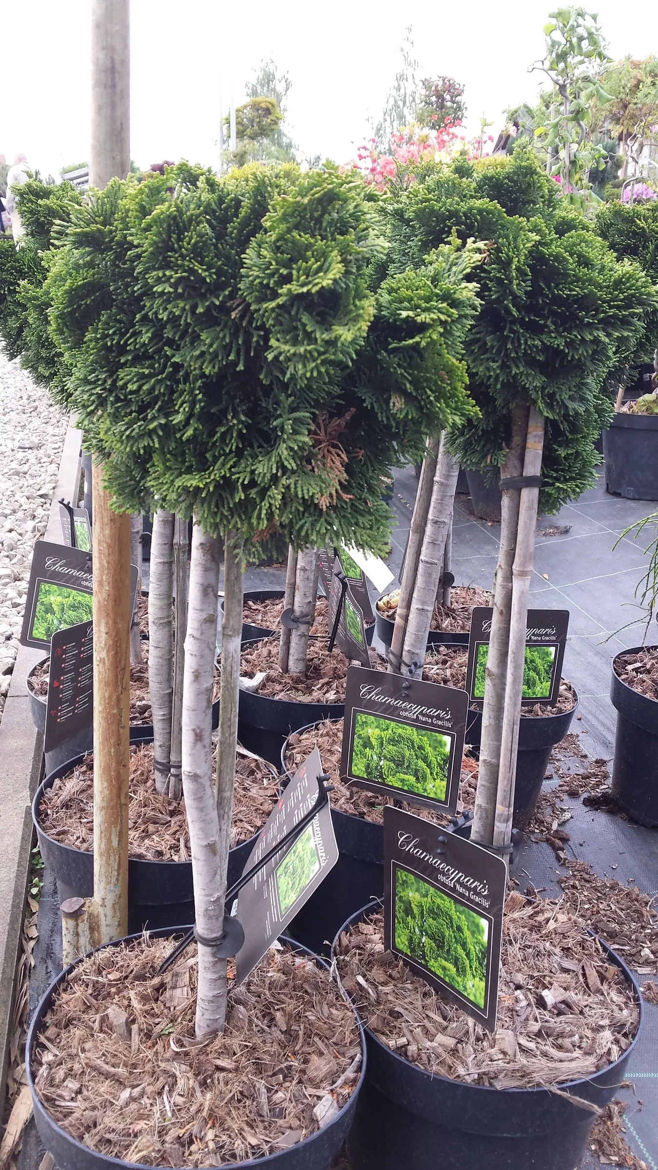 Dwarf Hinoki Cypress (Chamaecyparis Obtusa 'Nana') — it is crucial to maintain consistent moisture levels; this species offers a unique combination of refined