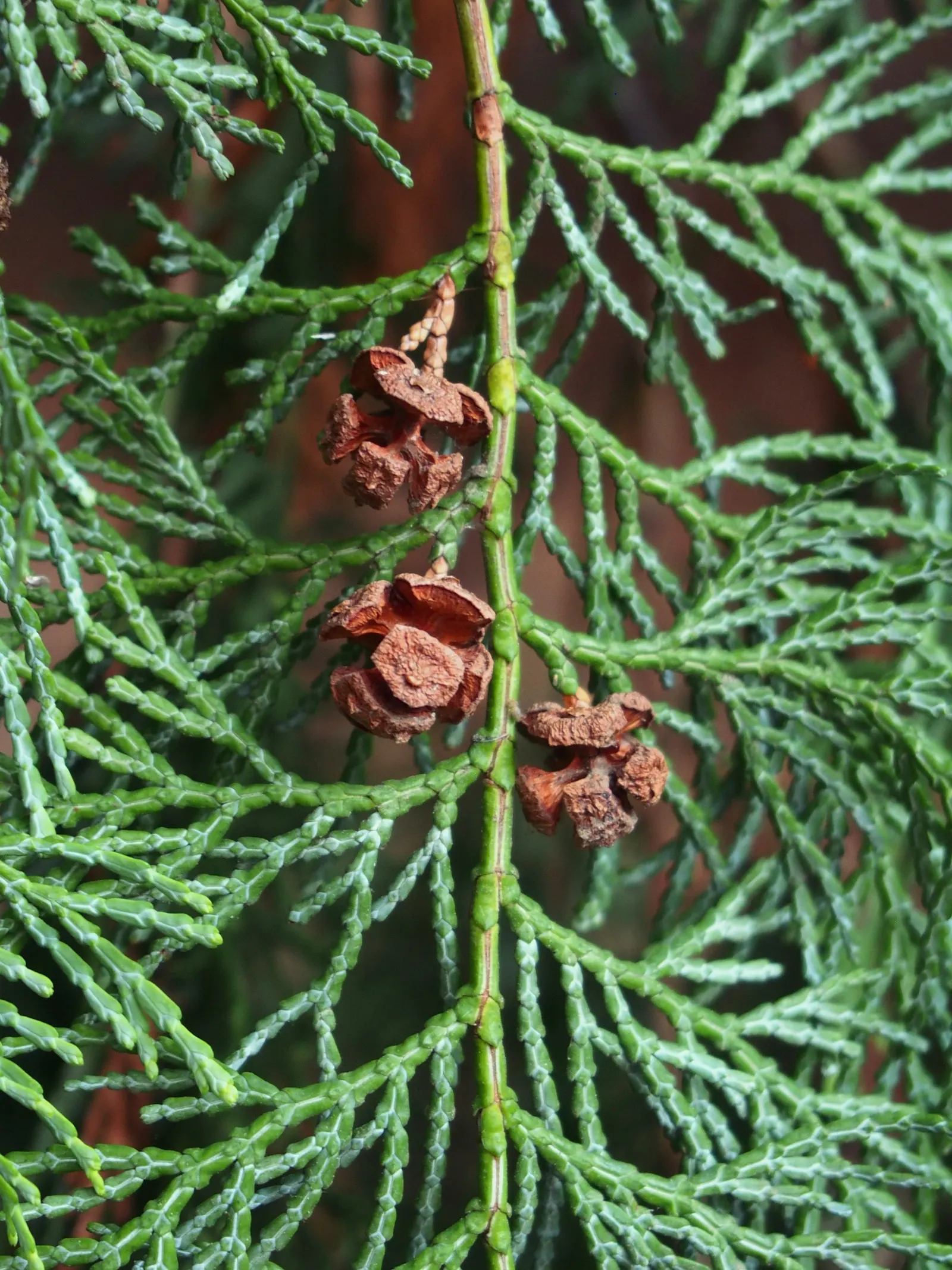 Dwarf Hinoki Cypress (Chamaecyparis Obtusa 'Nana') — Its slow growth and textural leaves make it ideal for accentuating rock gardens