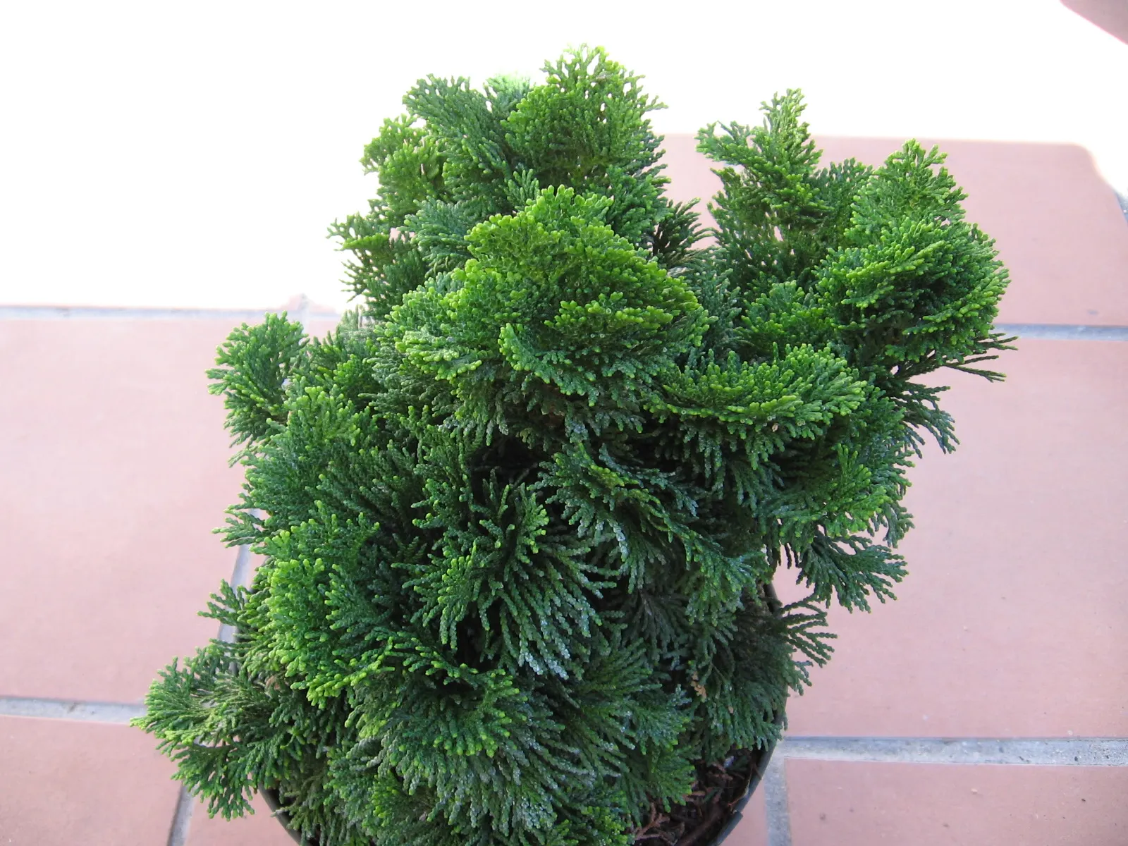 Dwarf Hinoki Cypress (Chamaecyparis Obtusa 'Nana') — evergreen conifer showcasing dense; typically matures to heights between 3 to 6 feet