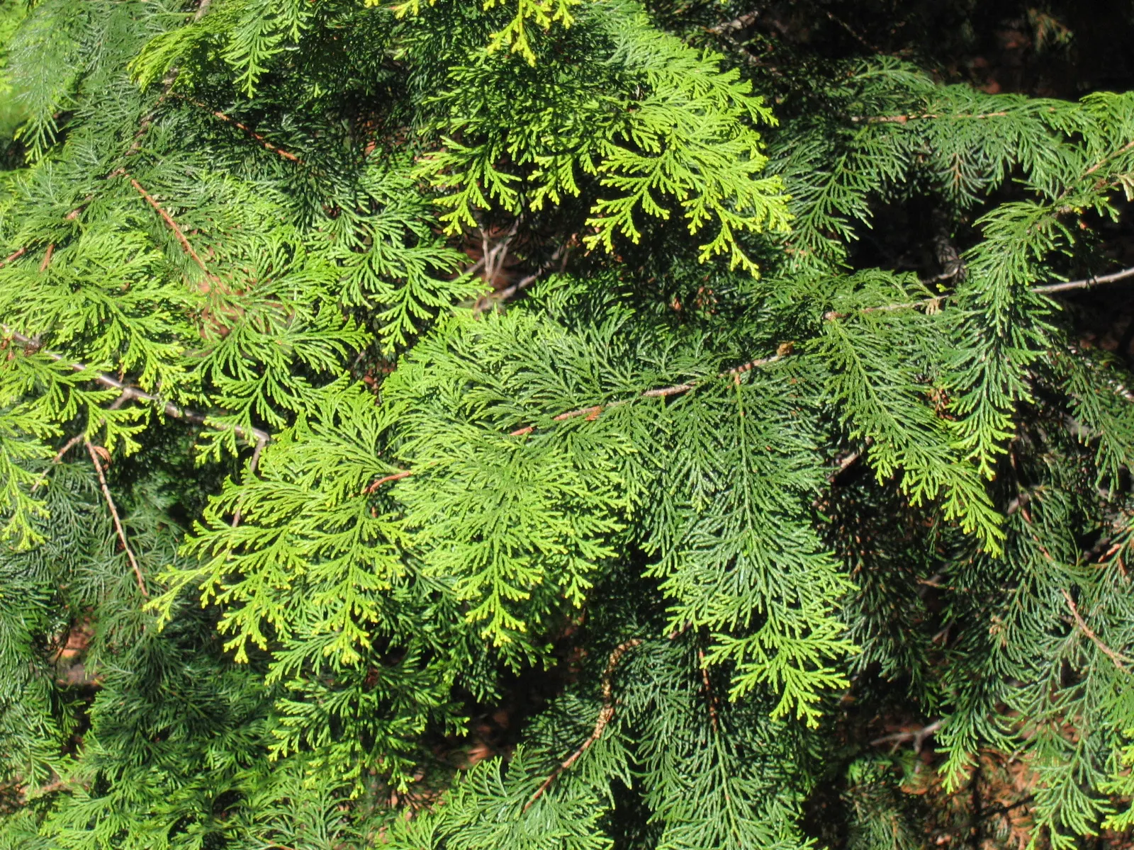 Dwarf Hinoki Cypress (Chamaecyparis Obtusa 'Nana') — enriched by the refreshing scent characteristic of cypress trees; artistic element even without extensive