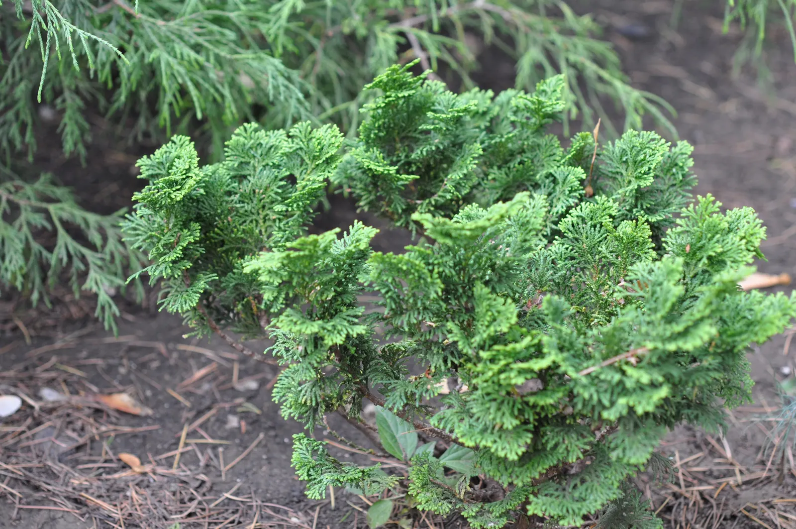 Dwarf Hinoki Cypress (Chamaecyparis Obtusa 'Nana') — scientifically known as Chamaecyparis obtusa 'Nana'; richly green foliage with a slightly irregular globe