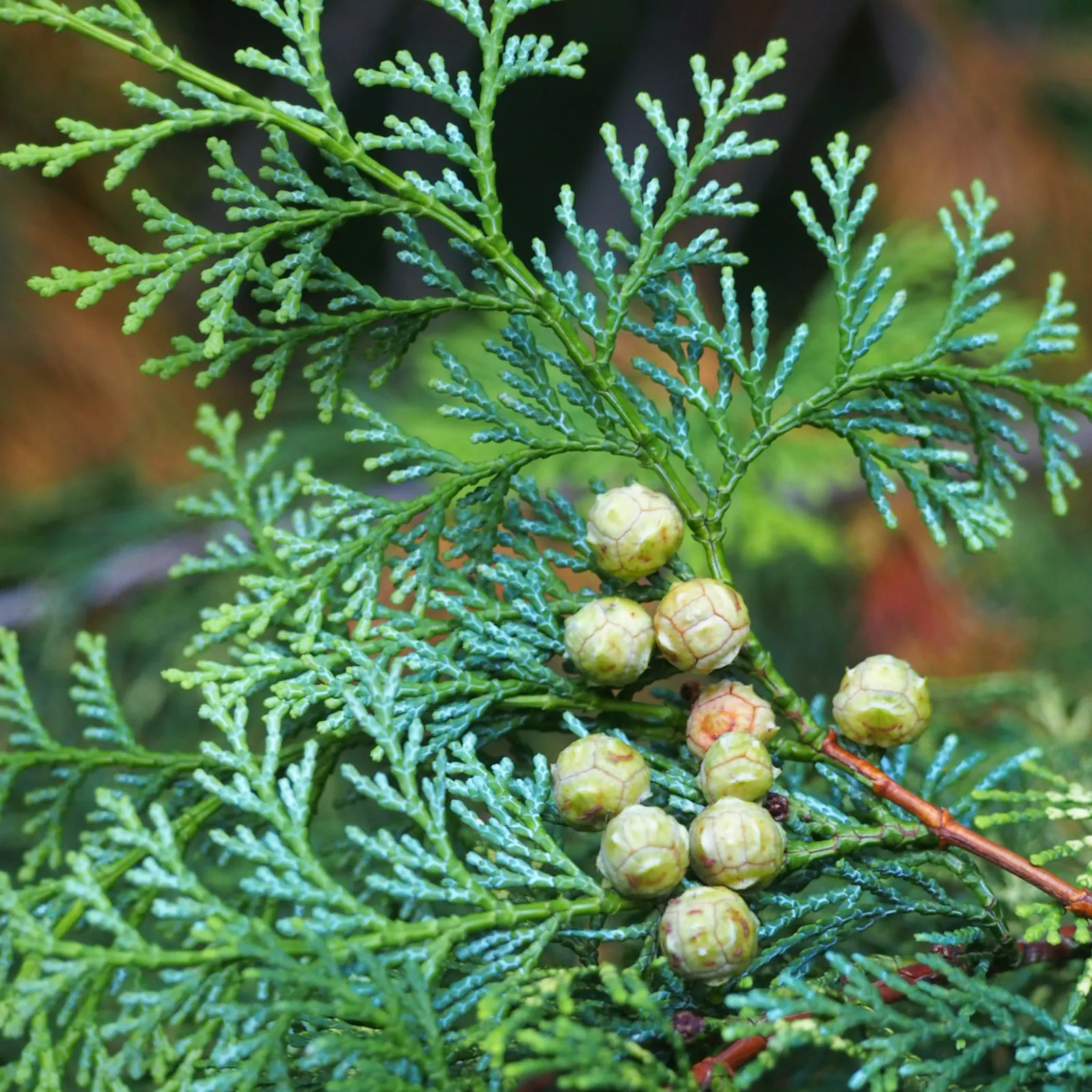 Dwarf Hinoki Cypress (Chamaecyparis Obtusa 'Nana') — Thriving in USDA zones 4-8, it reaches up to 3-6 feet in height with a similar spread; conifer / shrub for