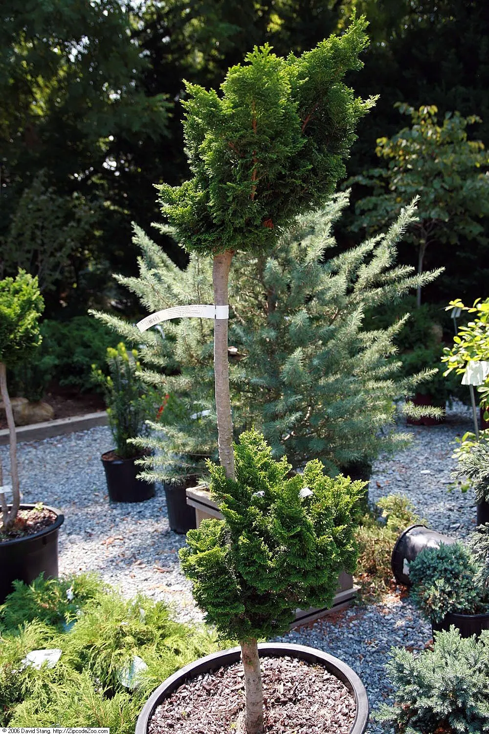 Dwarf Hinoki Cypress (Chamaecyparis Obtusa 'Nana') — especially in drier climates or during the warm months; prefers partial to full sun, and moist