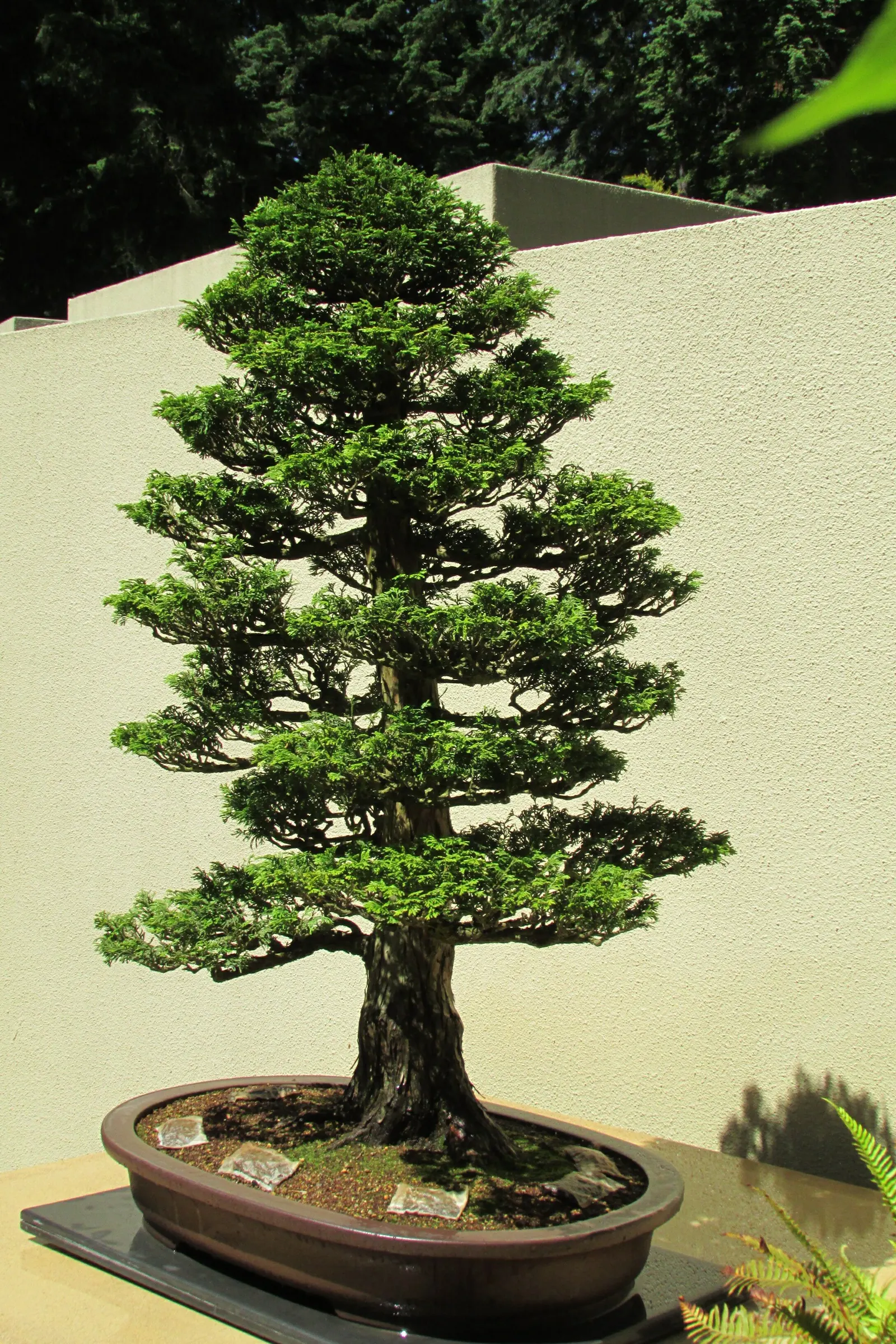 Dwarf Hinoki Cypress (Chamaecyparis Obtusa 'Nana') — Its conical to rounded shape is ideal for small gardens, rockeries, or as a foundational planting; is a
