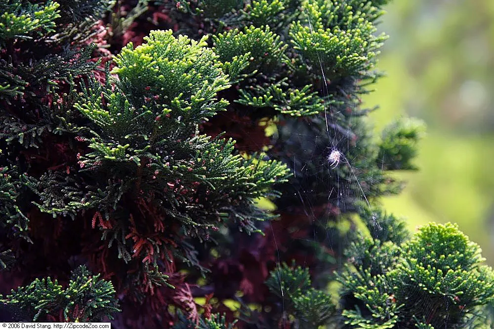 Dwarf Hinoki Cypress (Chamaecyparis Obtusa 'Nana') — which presents in a rich green hue