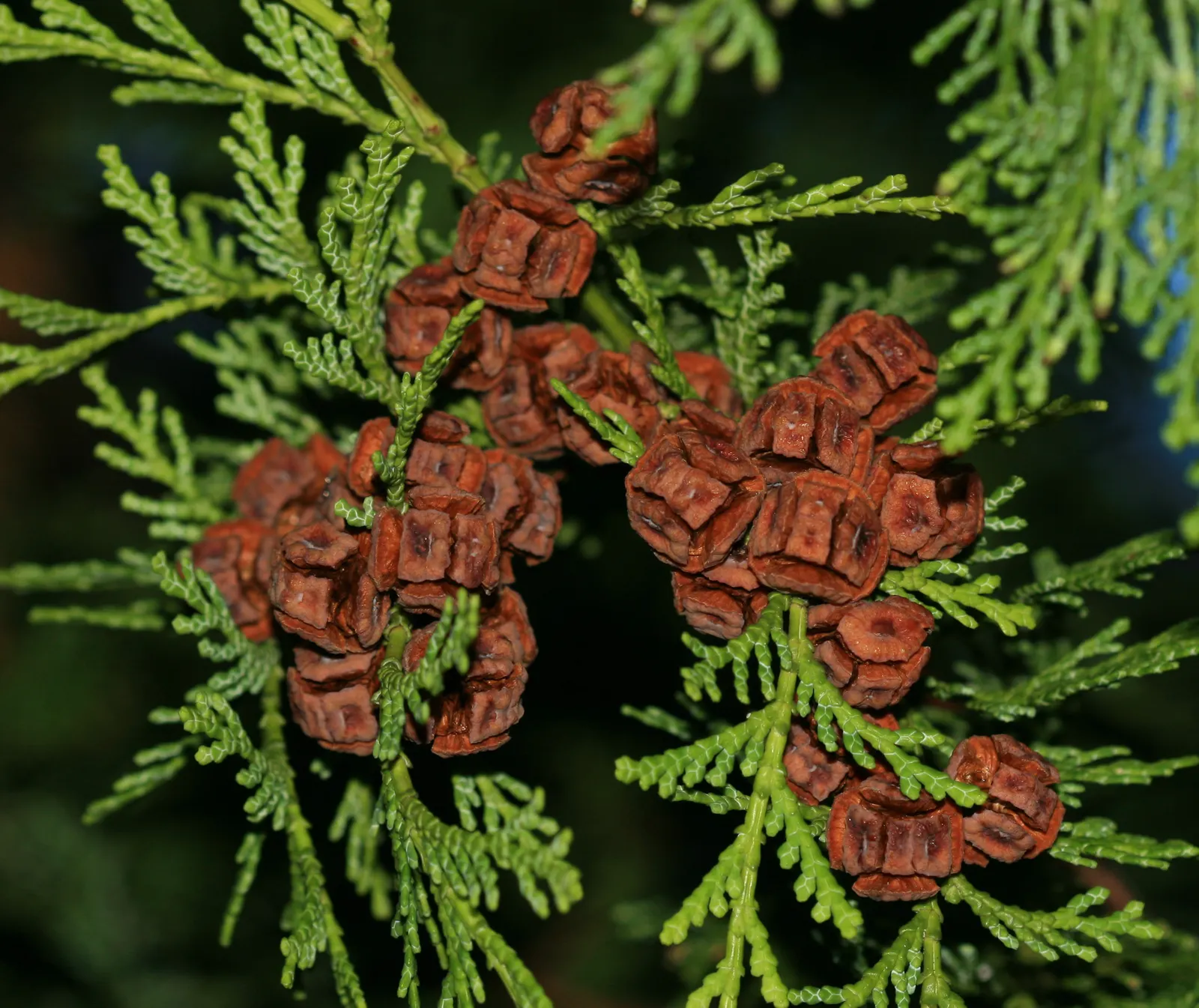 Dwarf Hinoki Cypress (Chamaecyparis Obtusa 'Nana') — displaying good resistance to pests and diseases