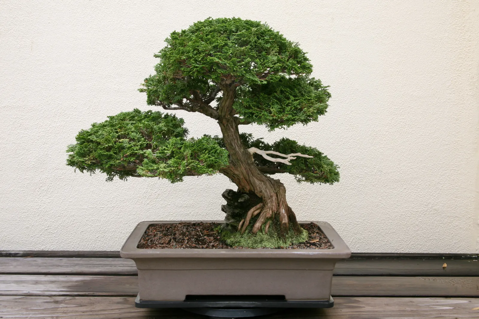Dwarf Hinoki Cypress (Chamaecyparis Obtusa 'Nana') — When planning for long-term care; with a spread of 4 to 5 feet over a span of 10 to 20 years
