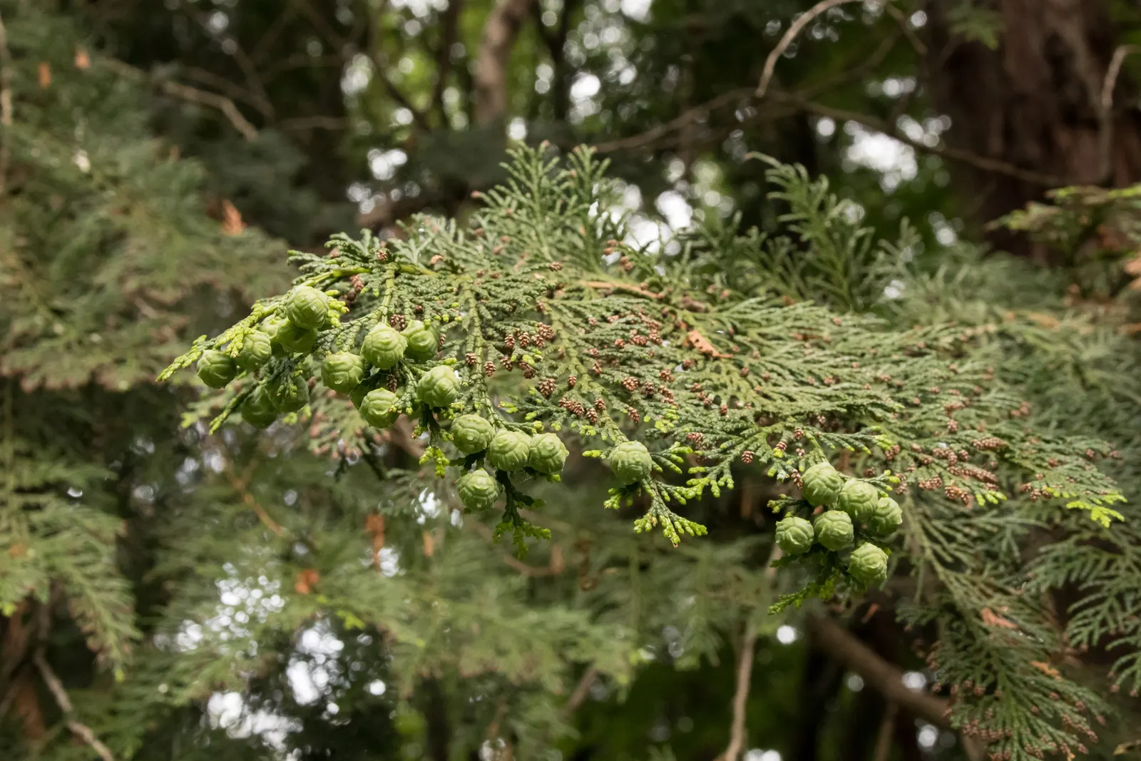 Dwarf Hinoki Cypress (Chamaecyparis Obtusa 'Nana') — enriched by the refreshing scent characteristic of cypress trees