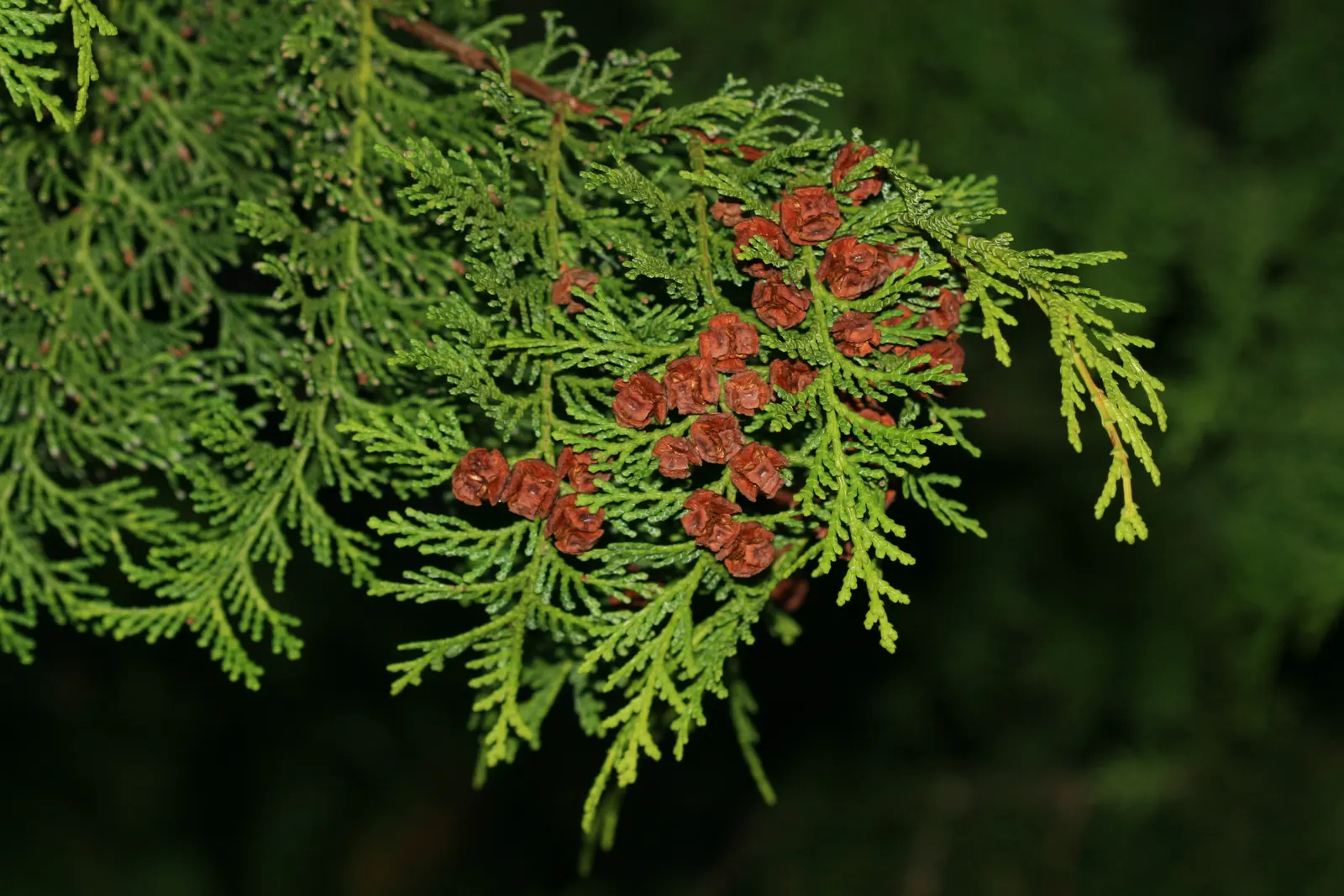 Dwarf Hinoki Cypress (Chamaecyparis Obtusa 'Nana') — When planning for long-term care
